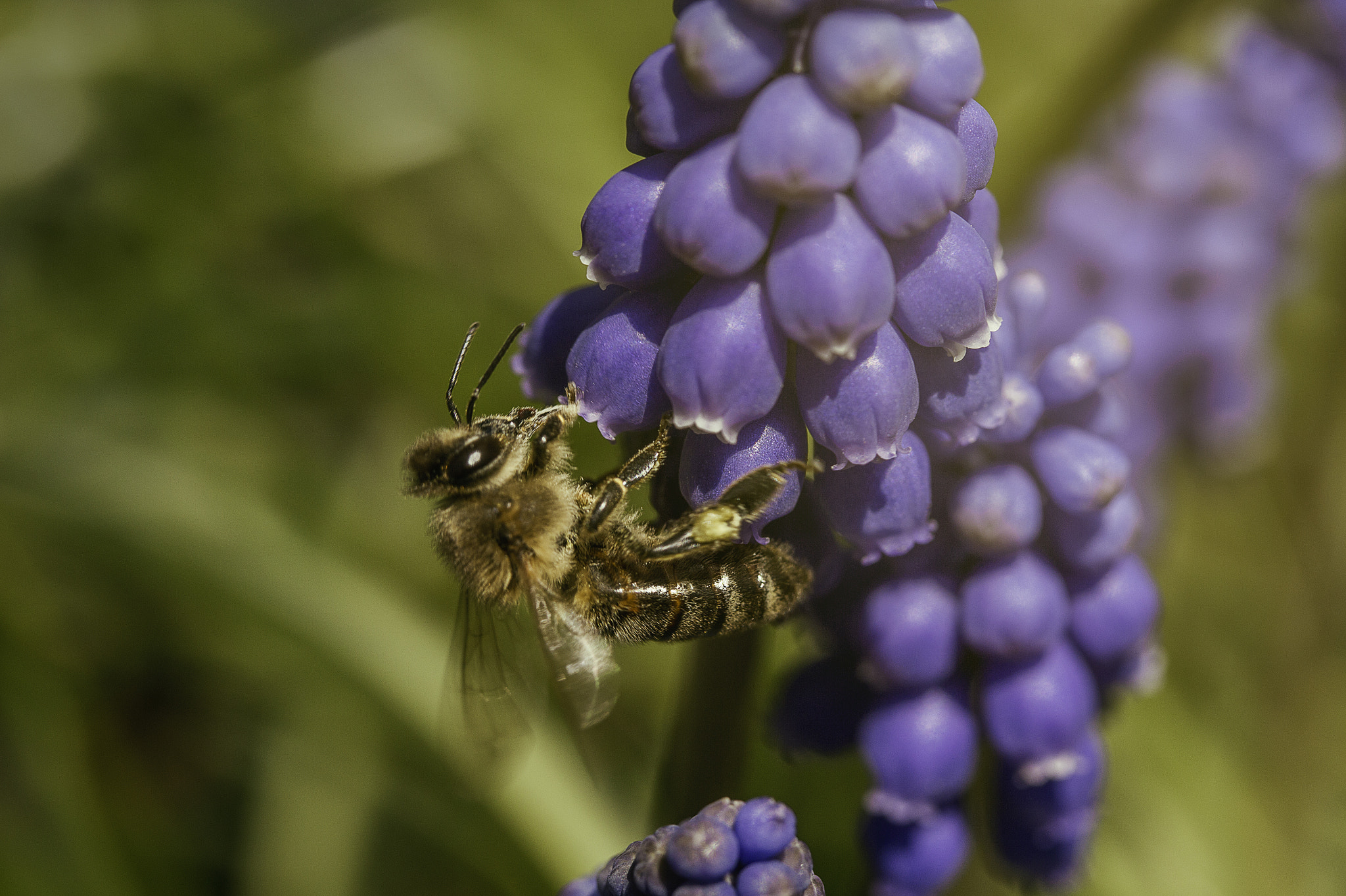 Canon EF-S 60mm F2.8 Macro USM sample photo. Bee on flower photography