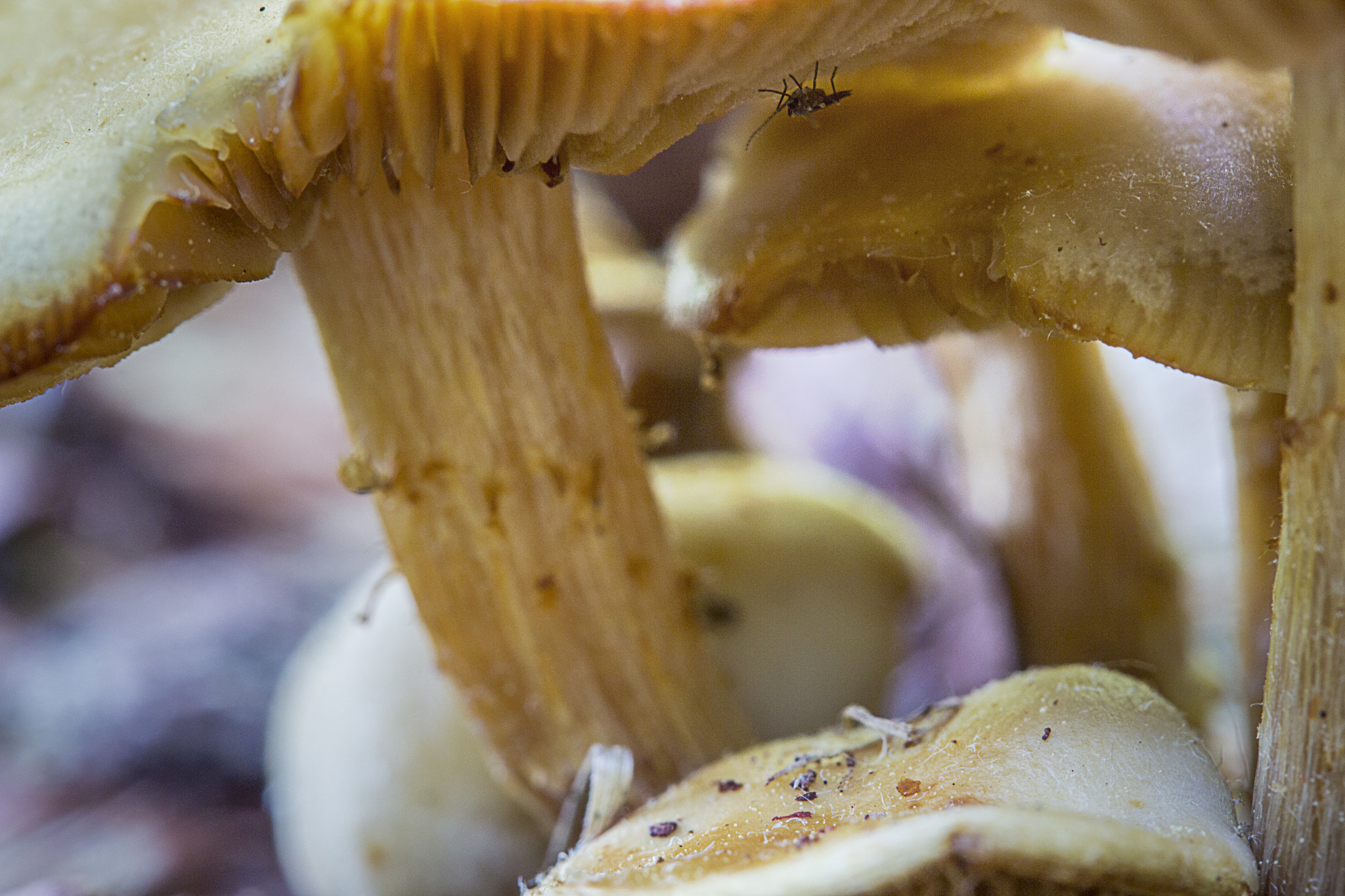 Canon EF-S 60mm F2.8 Macro USM sample photo. Mushroom photography