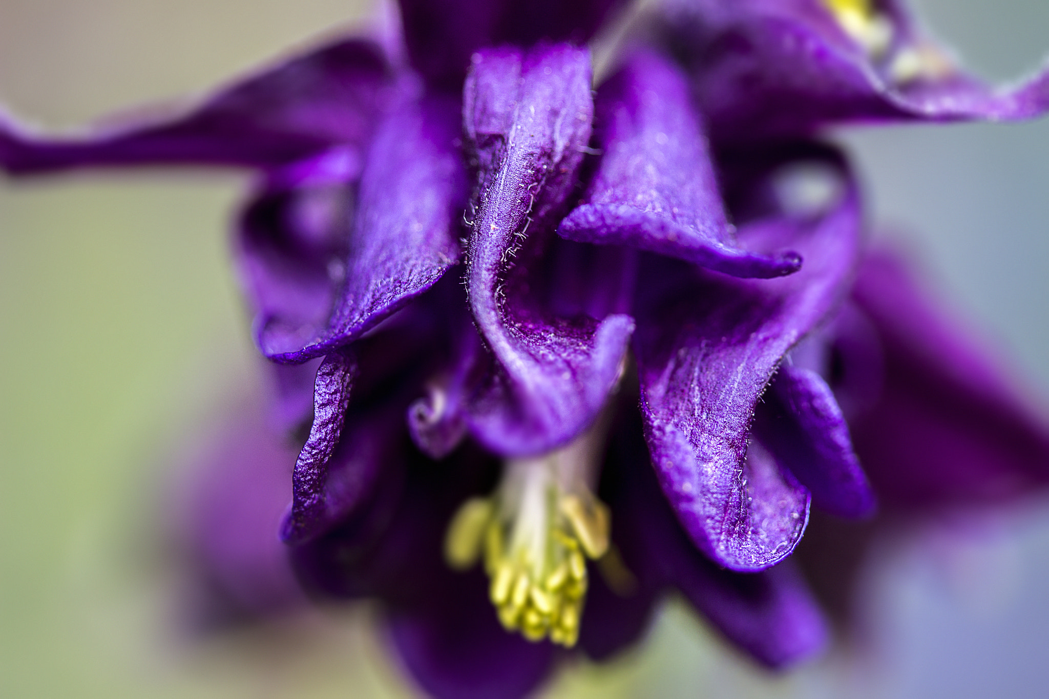Canon EF-S 60mm F2.8 Macro USM sample photo. Purple flower photography