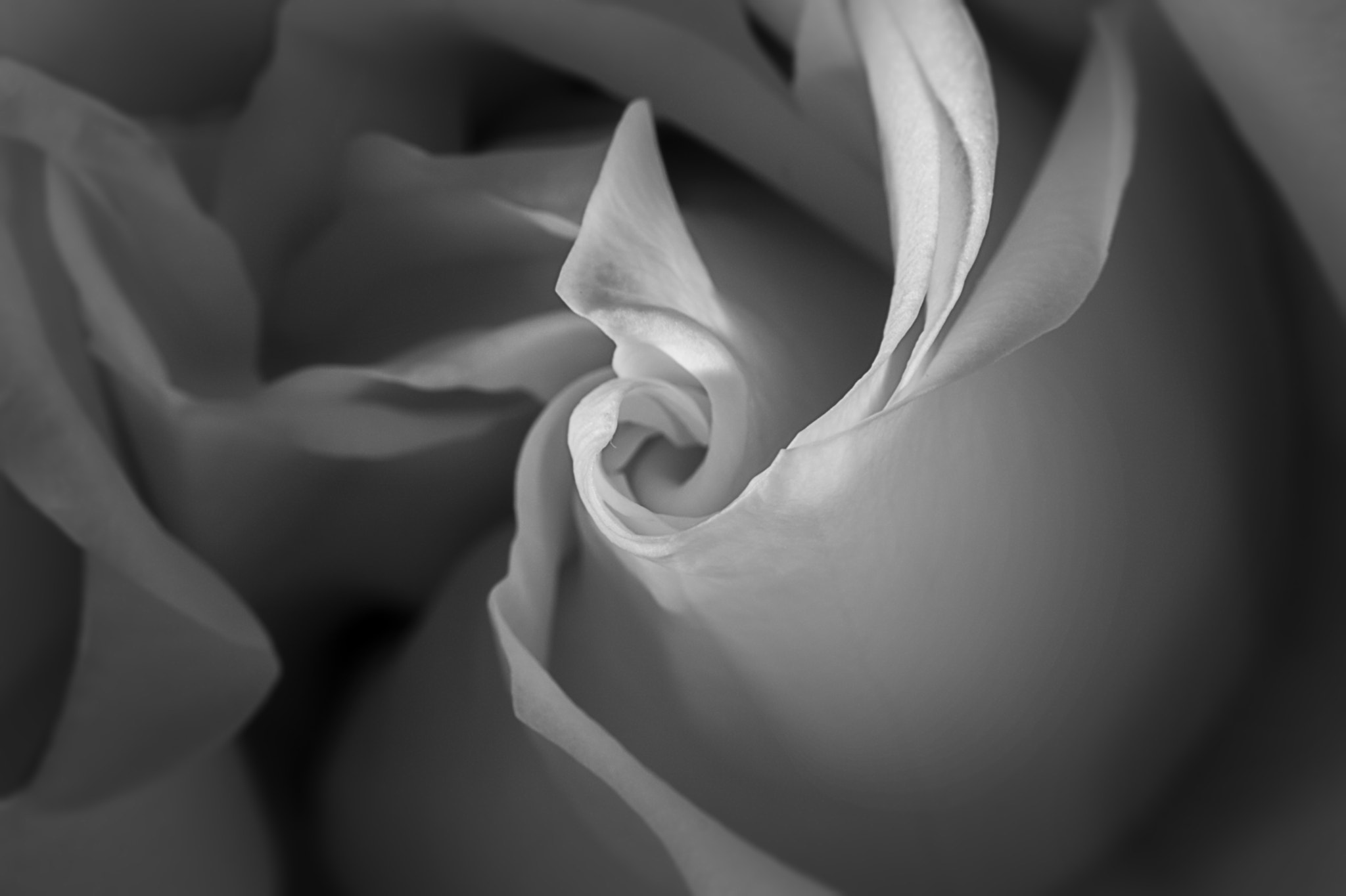 Canon EF-S 60mm F2.8 Macro USM sample photo. Black and white rose photography
