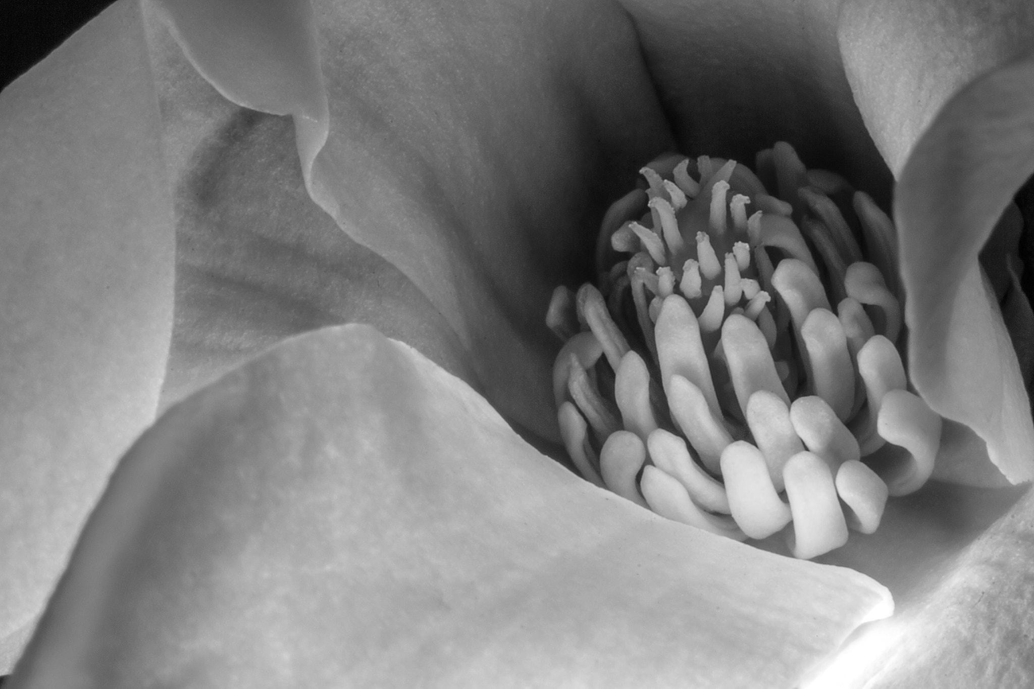 Canon EF-S 60mm F2.8 Macro USM sample photo. Magnolia flower macro photography