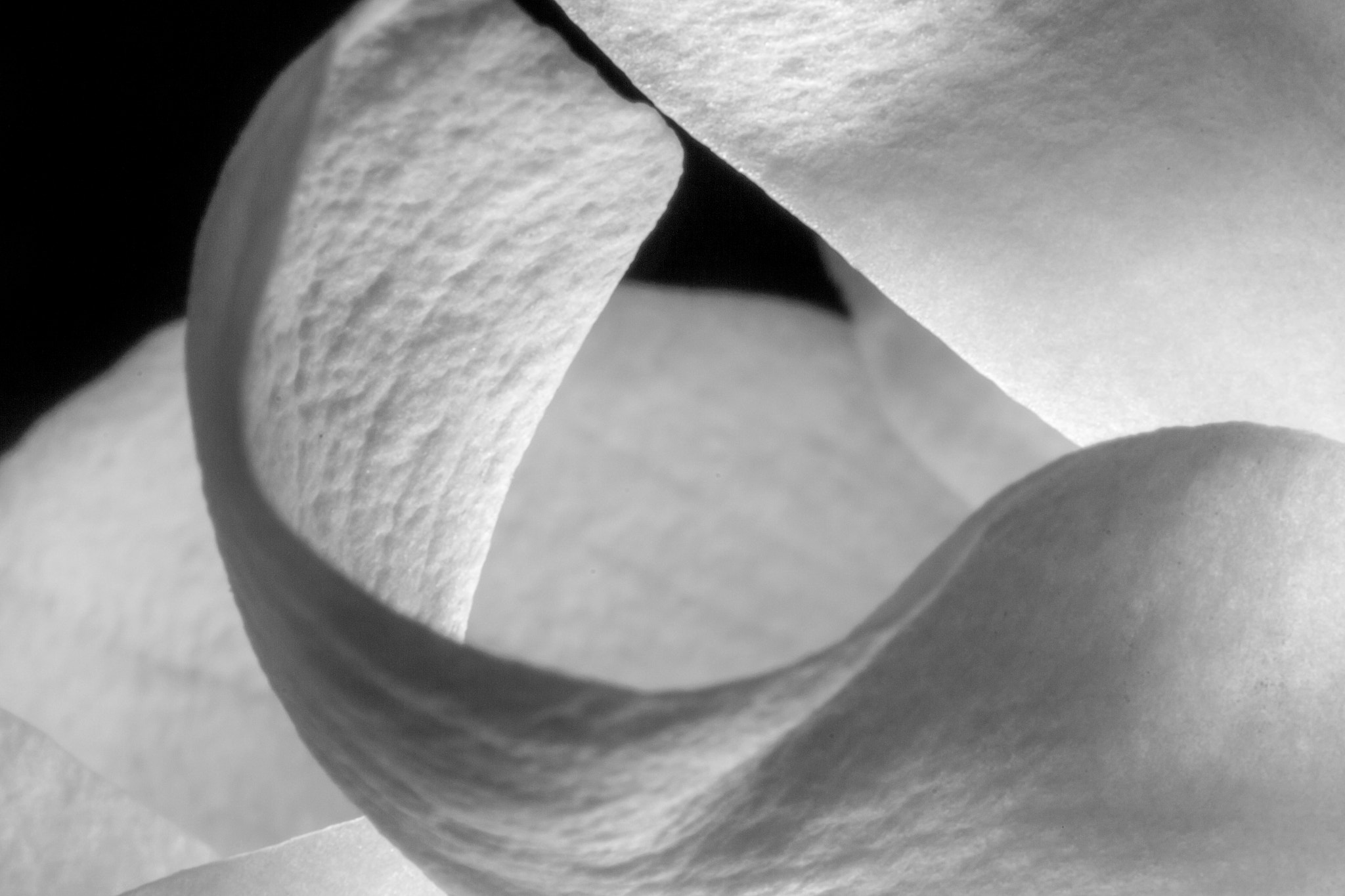 Canon EF-S 60mm F2.8 Macro USM sample photo. Magnolia flower photography