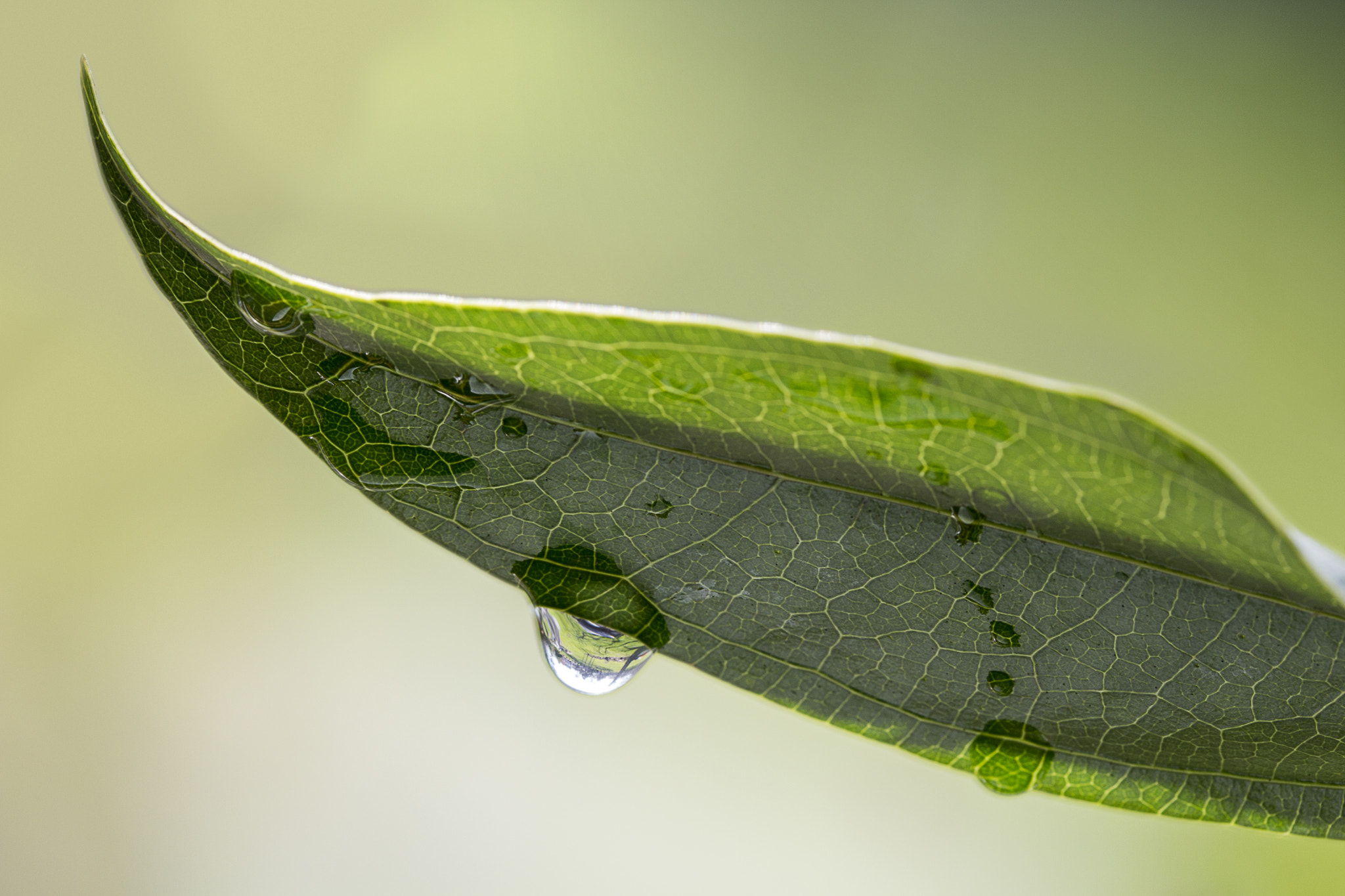 Canon EF-S 60mm F2.8 Macro USM sample photo. Fresh leaf photography