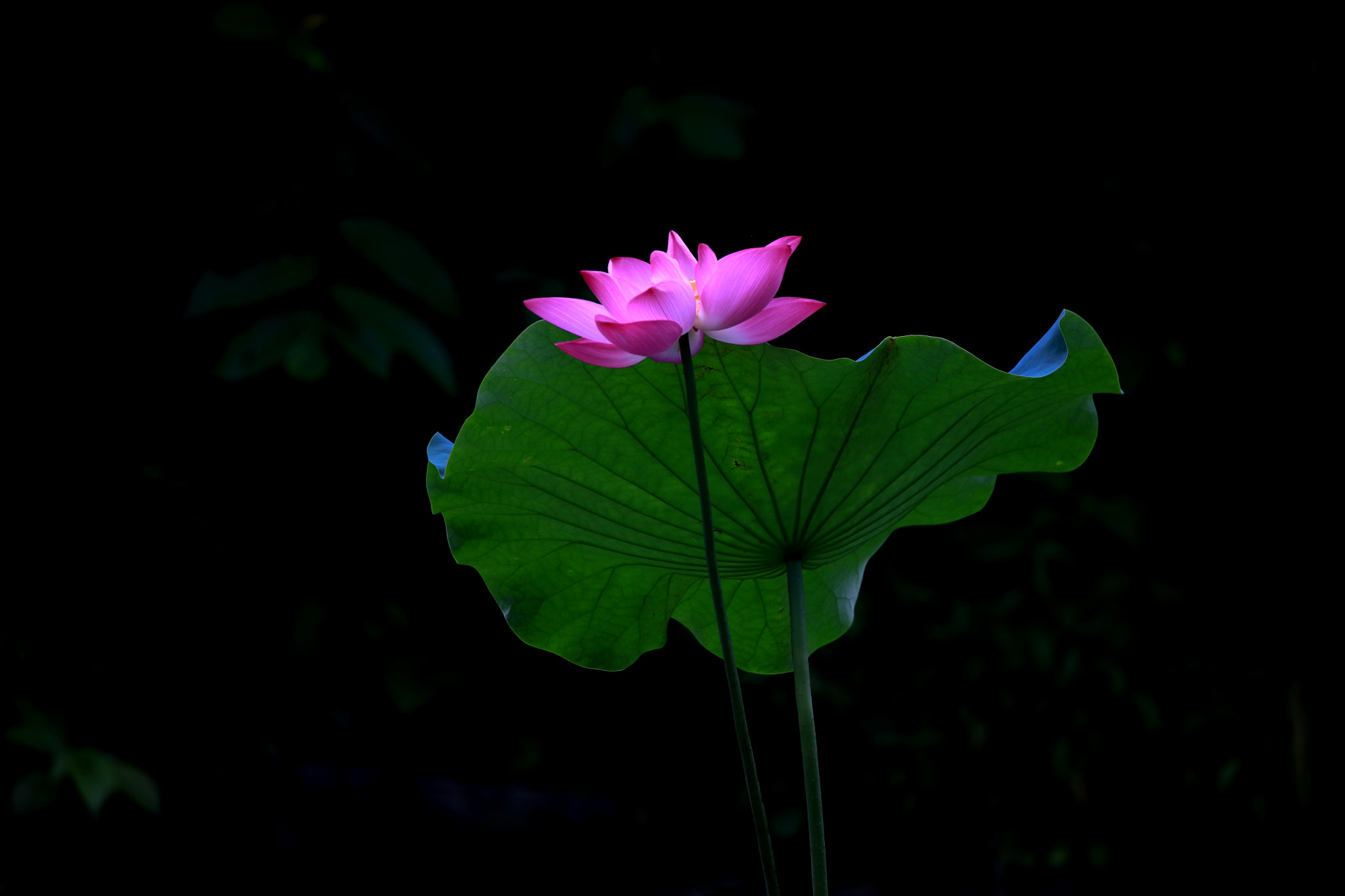 Tamron SP 150-600mm F5-6.3 Di VC USD sample photo. Lotus photography