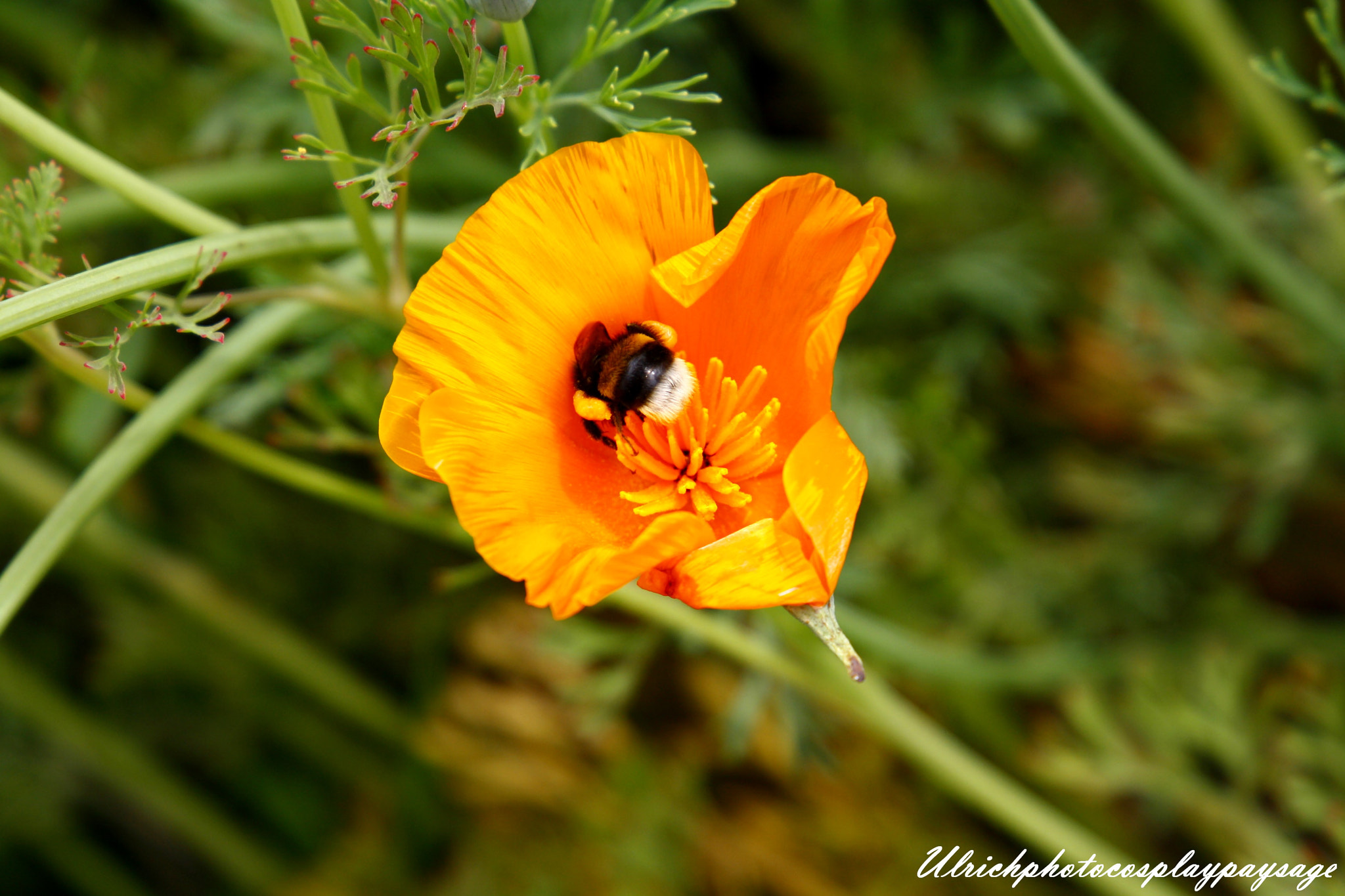 Canon EF 24-105mm F3.5-5.6 IS STM sample photo. Fleur orange photography