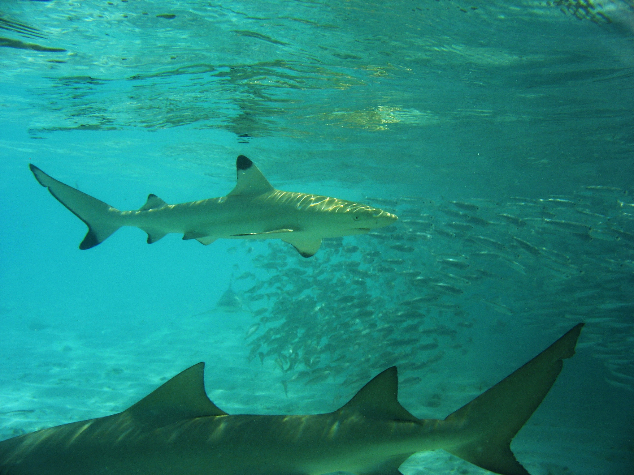 Canon POWERSHOT A610 sample photo. Baby shark photography
