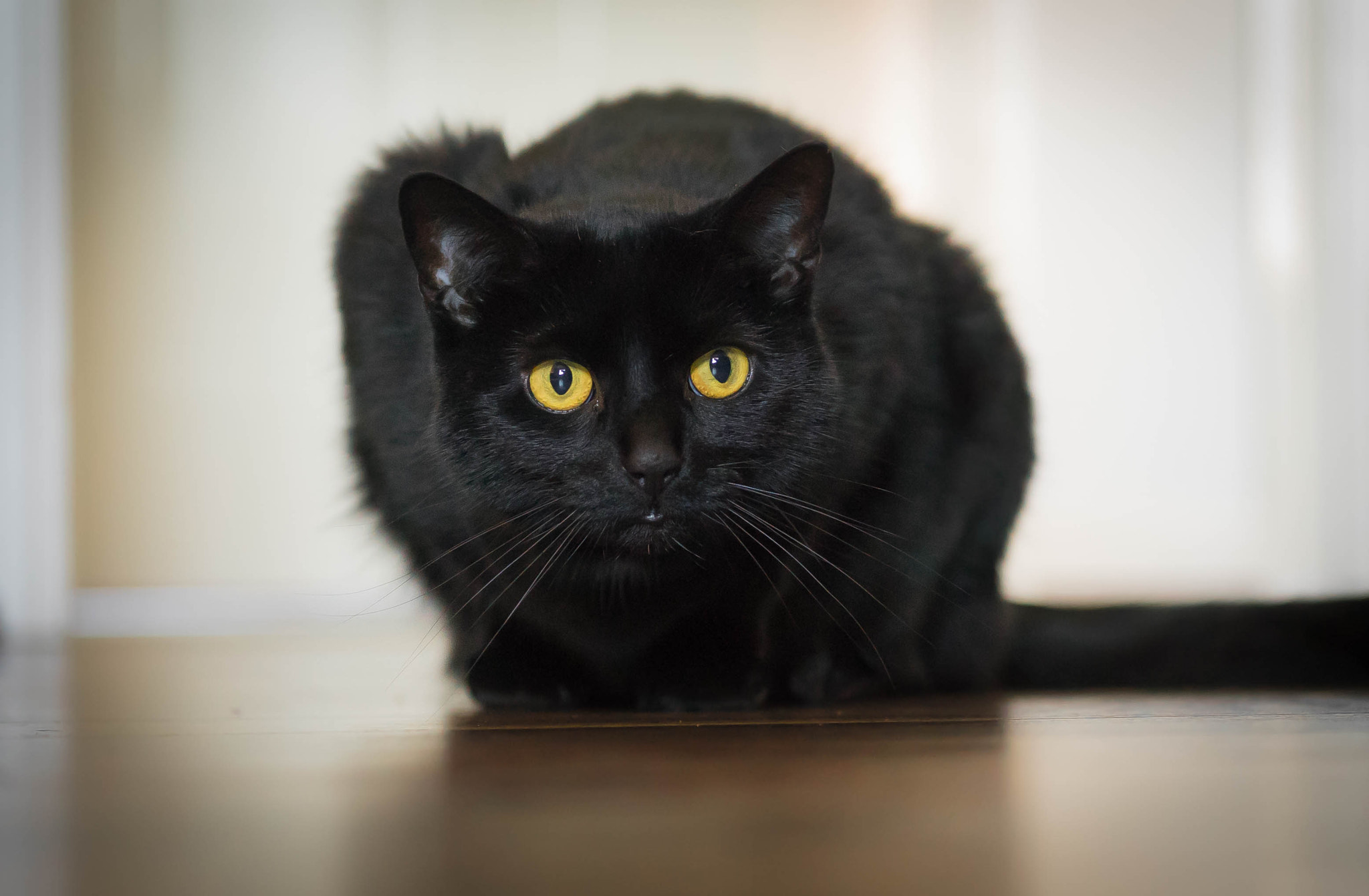 Sony a7 + E 60mm F2.8 sample photo. Black cat photography
