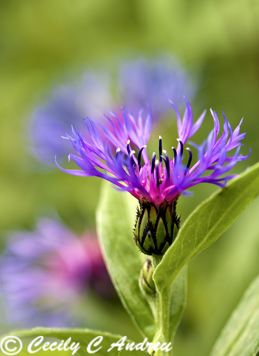 Canon EF 100mm F2.8 Macro USM sample photo. Bachelor's button-perennial photography