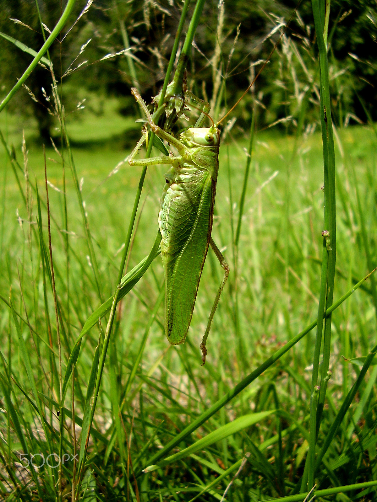 Olympus FE115,X715 sample photo. Big green grasshopper photography