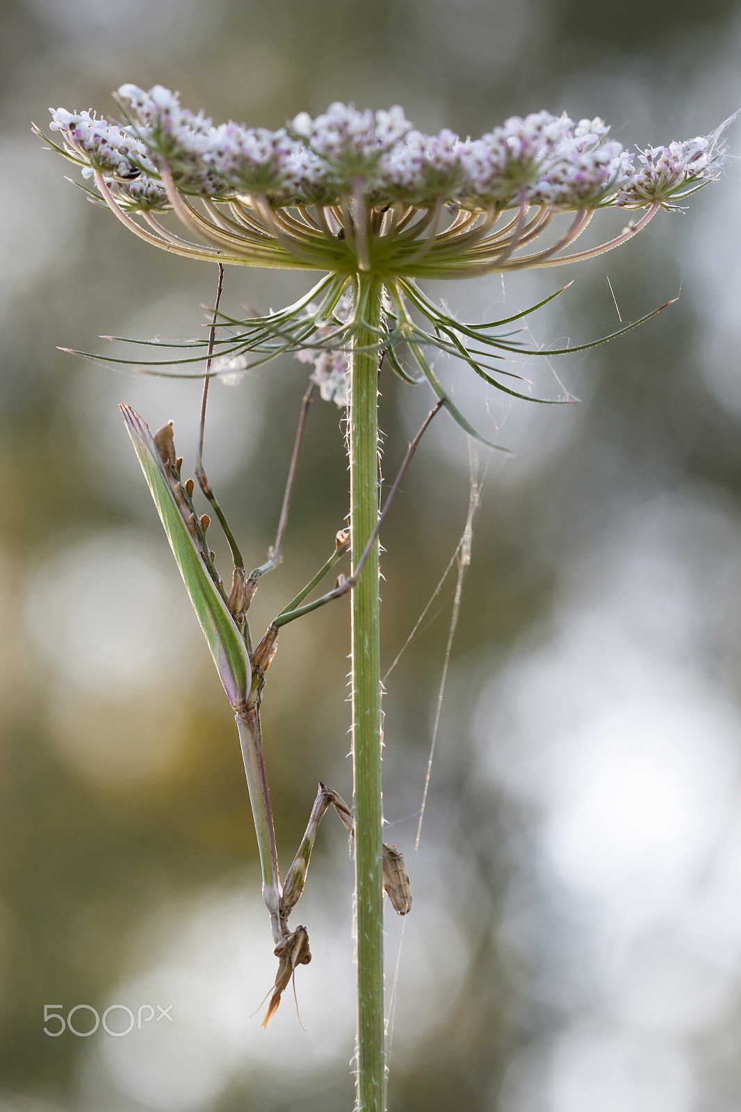 Canon EF 100mm F2.8 Macro USM sample photo. 20160521 doñana - 256 photography