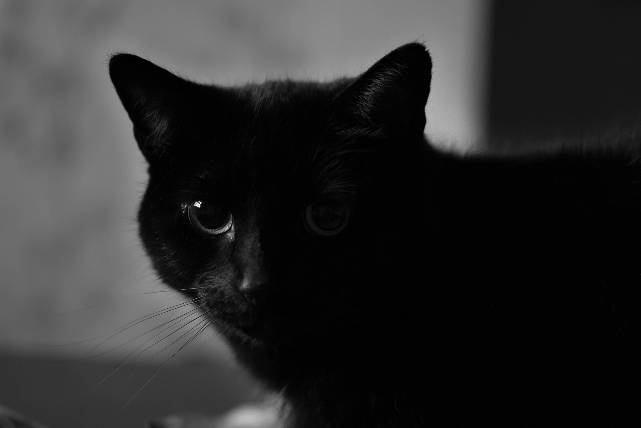 Sony a7 + E 60mm F2.8 sample photo. House cat photography