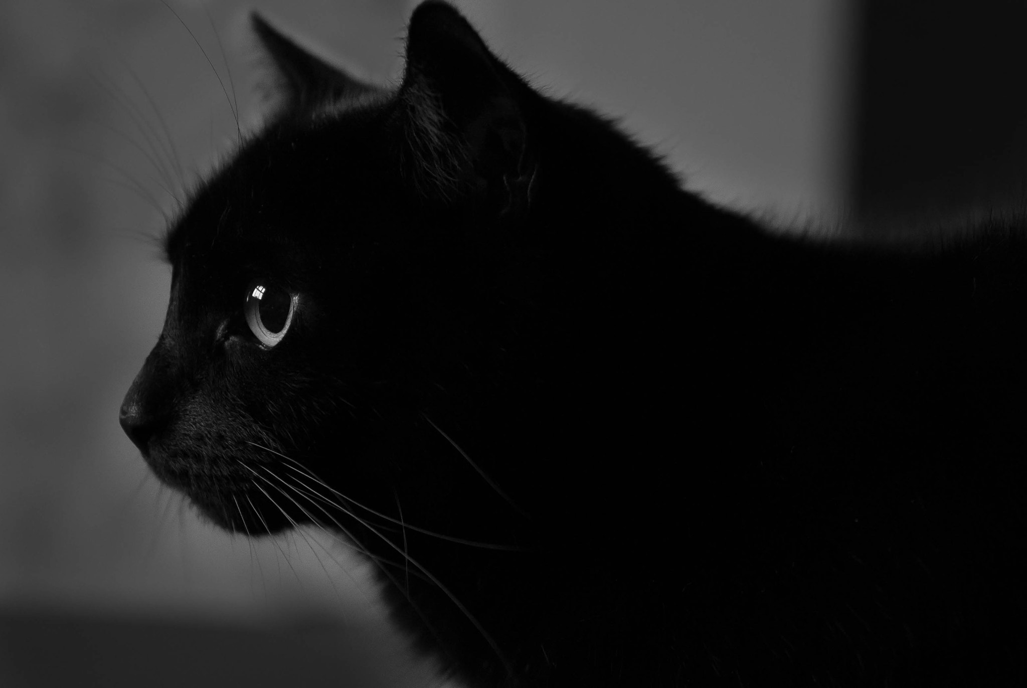 Sony a7 + E 60mm F2.8 sample photo. Watching birds photography
