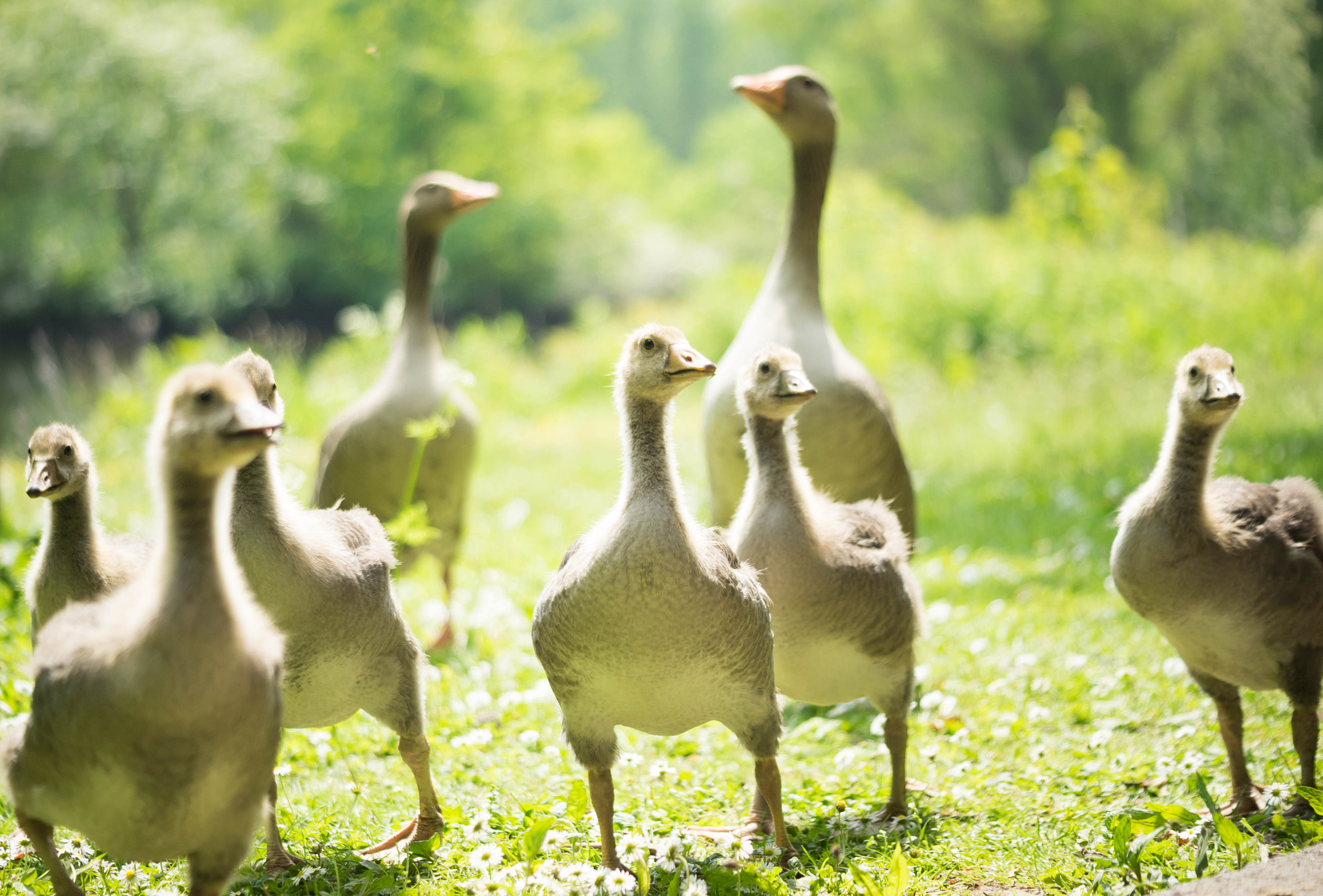 Sony a7 + Sigma 30mm F1.4 EX DC HSM sample photo. Geese photography