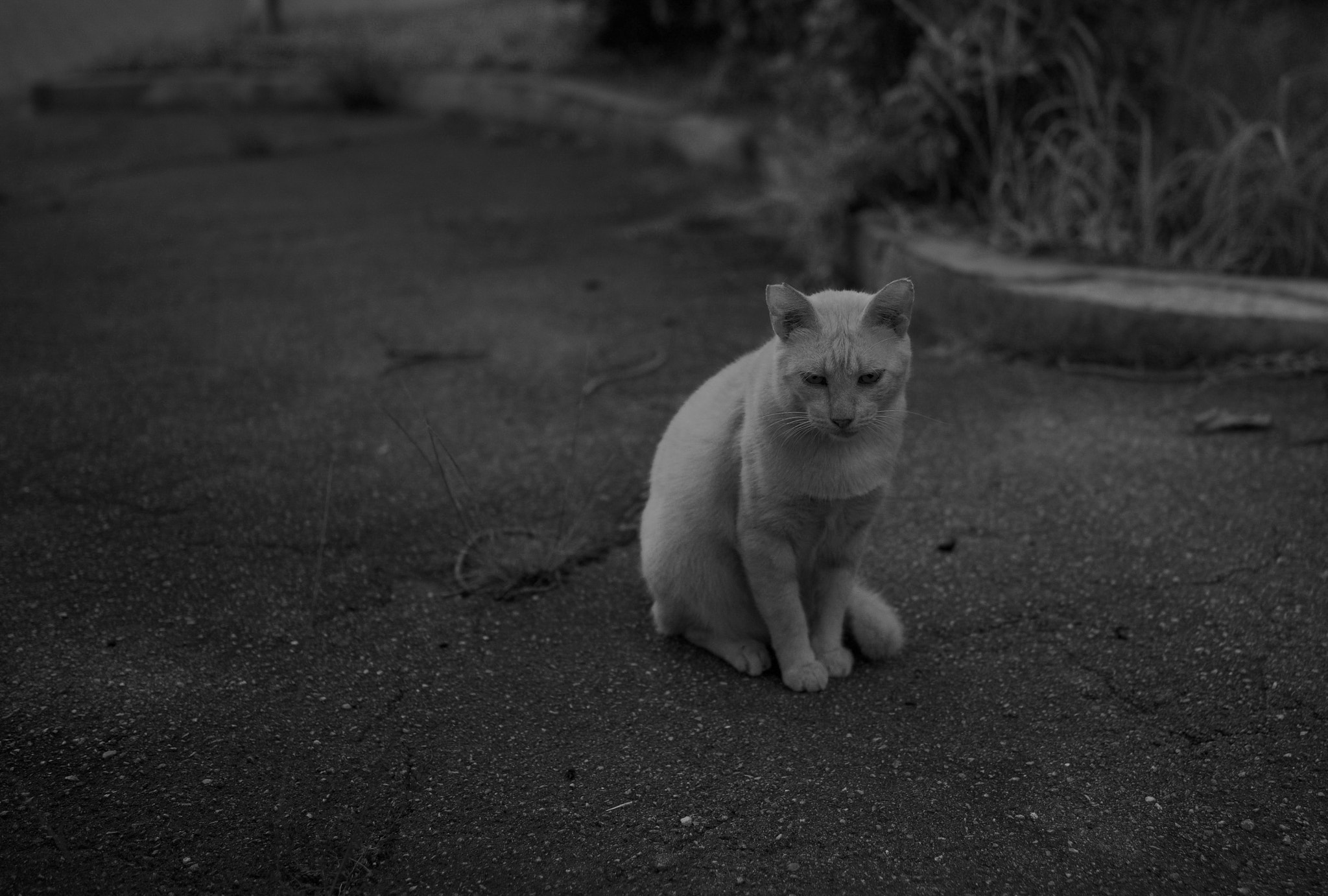 Sony Cyber-shot DSC-RX1 + Sony 35mm F2.0 sample photo