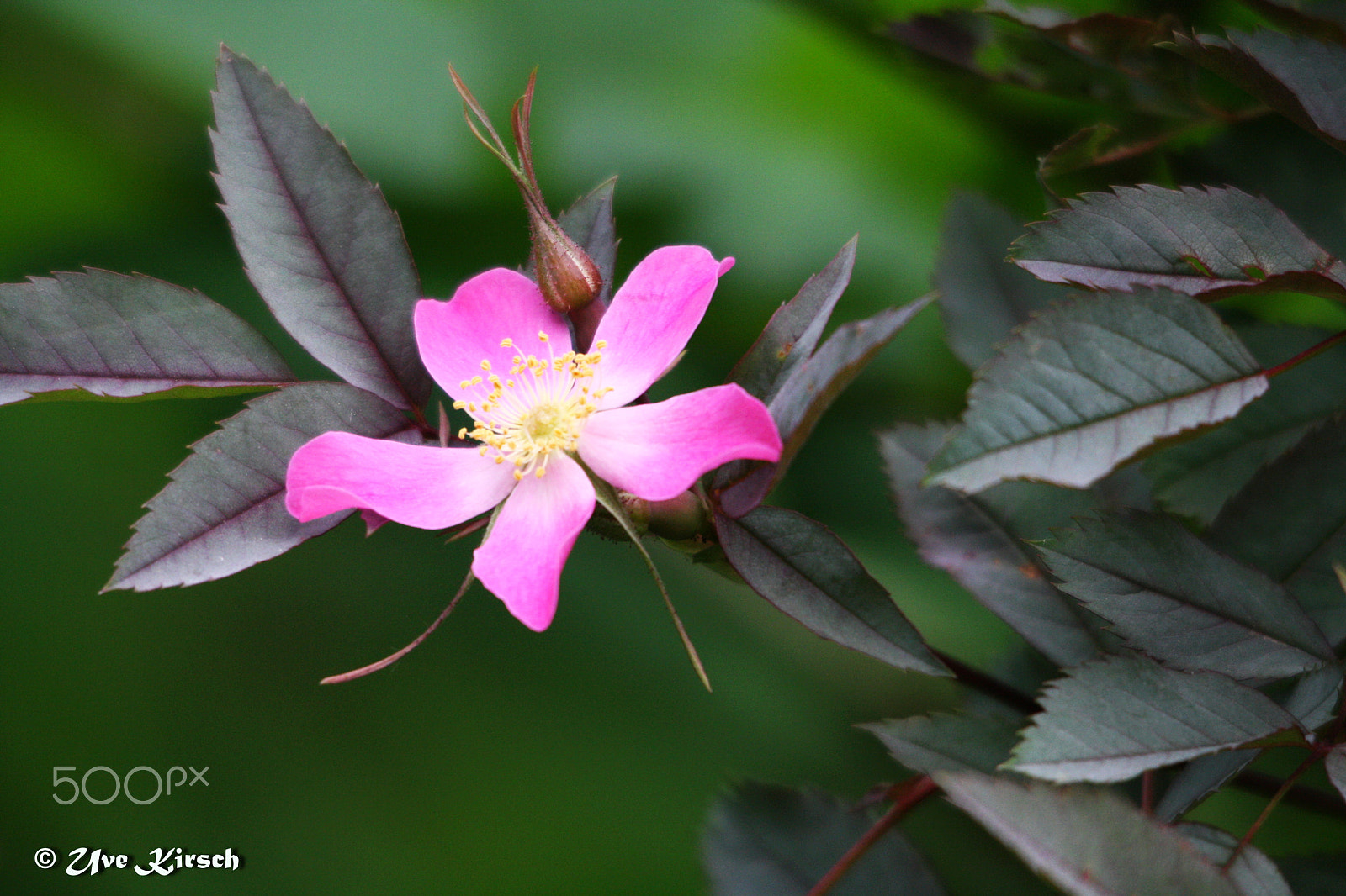 Sigma 150-500mm F5-6.3 DG OS HSM sample photo. Pink beauty photography