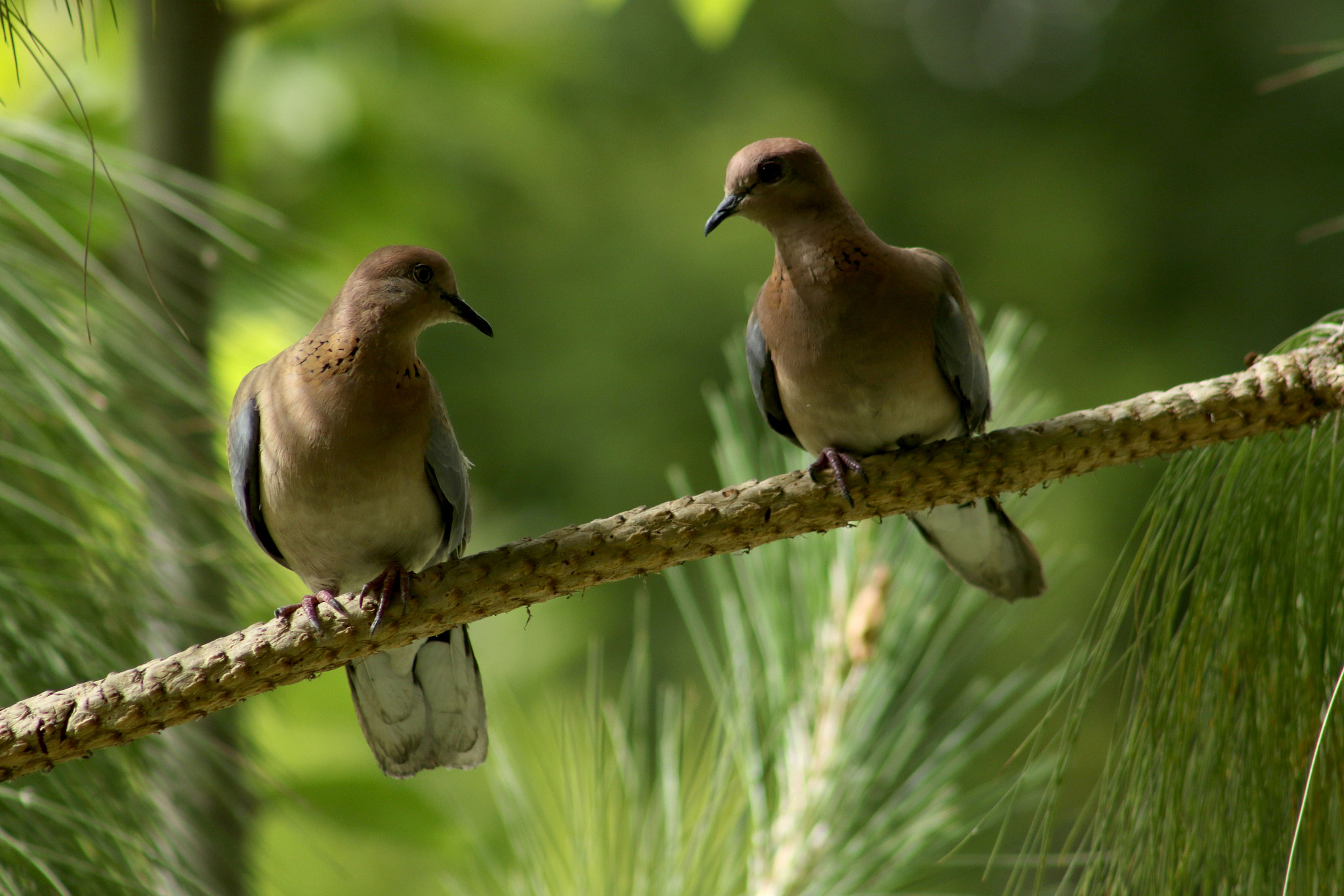 EF75-300mm f/4-5.6 sample photo. Birds photography