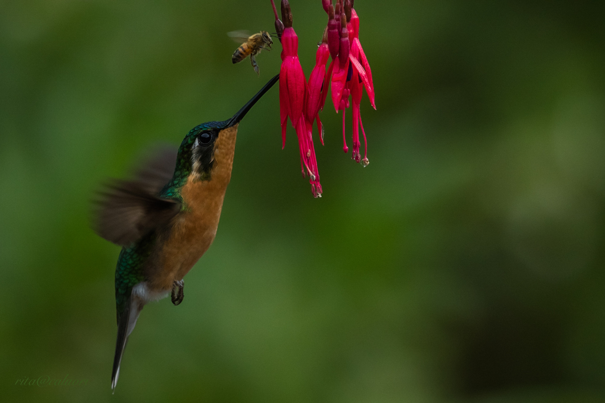 Canon EOS 5DS R + Canon EF 300mm F2.8L IS II USM sample photo. Together photography