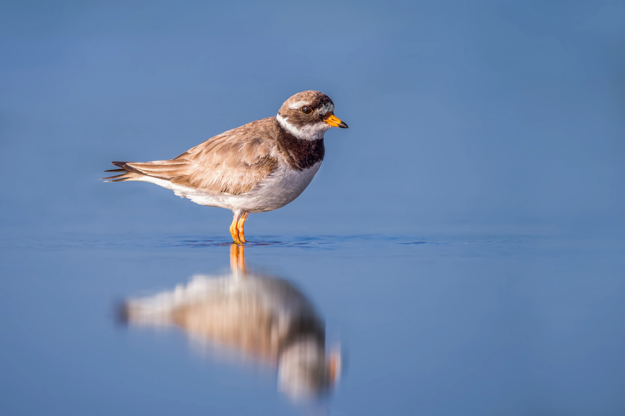 Pentax HD DA 560mm F5.6 ED AW sample photo. The little ringed plover photography