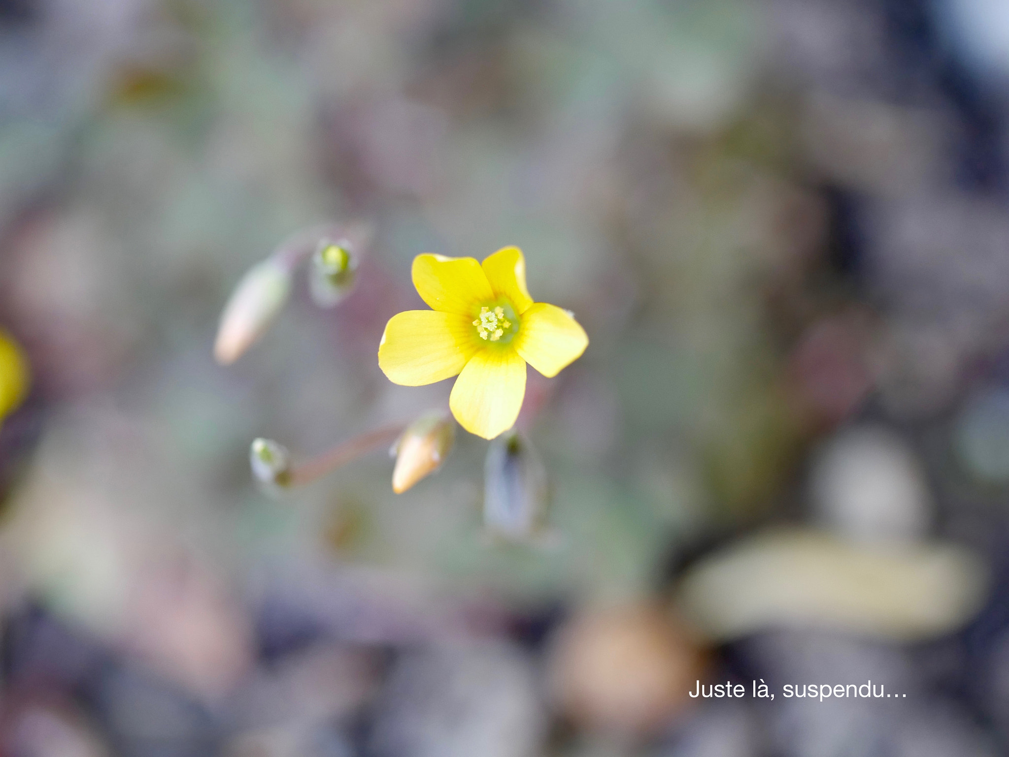 Panasonic DMC-G70 + Panasonic Lumix G Macro 30mm F2.8 ASPH Mega OIS sample photo. Juste là, suspendu photography