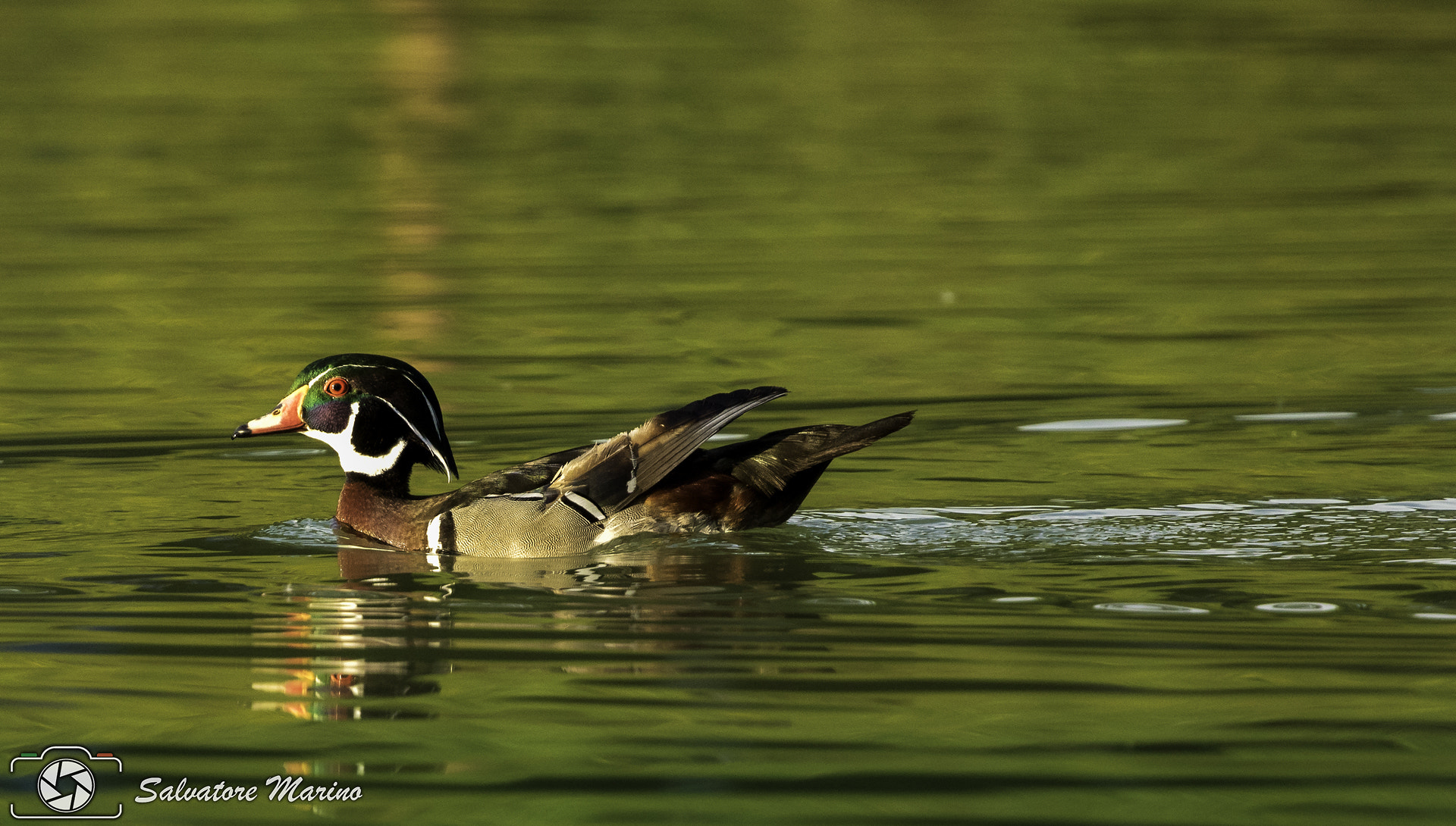 Canon EF 100-400mm F4.5-5.6L IS II USM sample photo. Aix sponsa photography