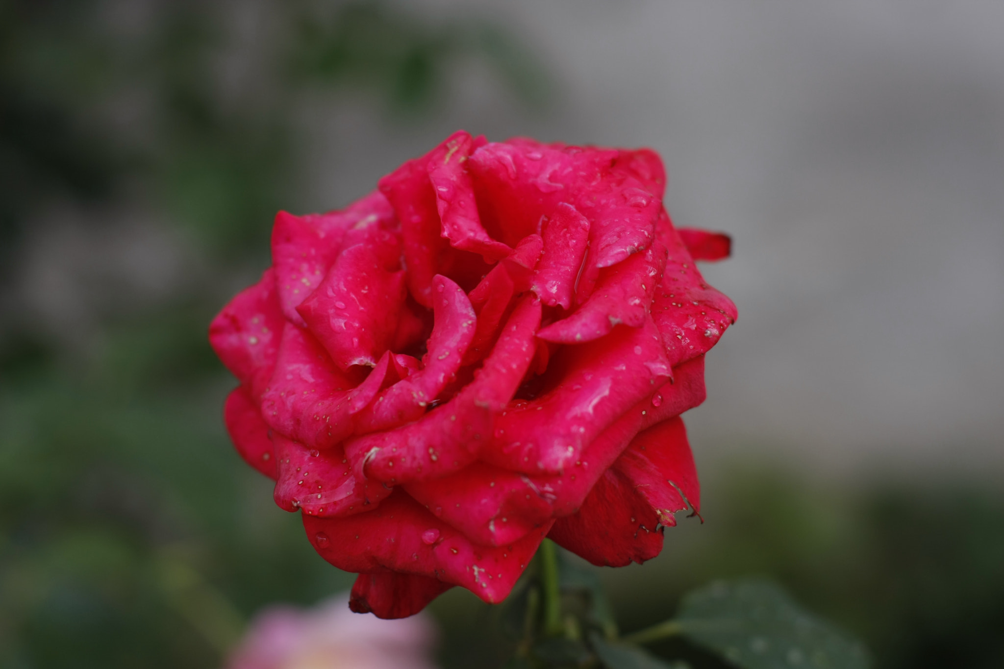 Canon EOS 40D + Canon EF 50mm F1.4 USM sample photo. Roses are red photography