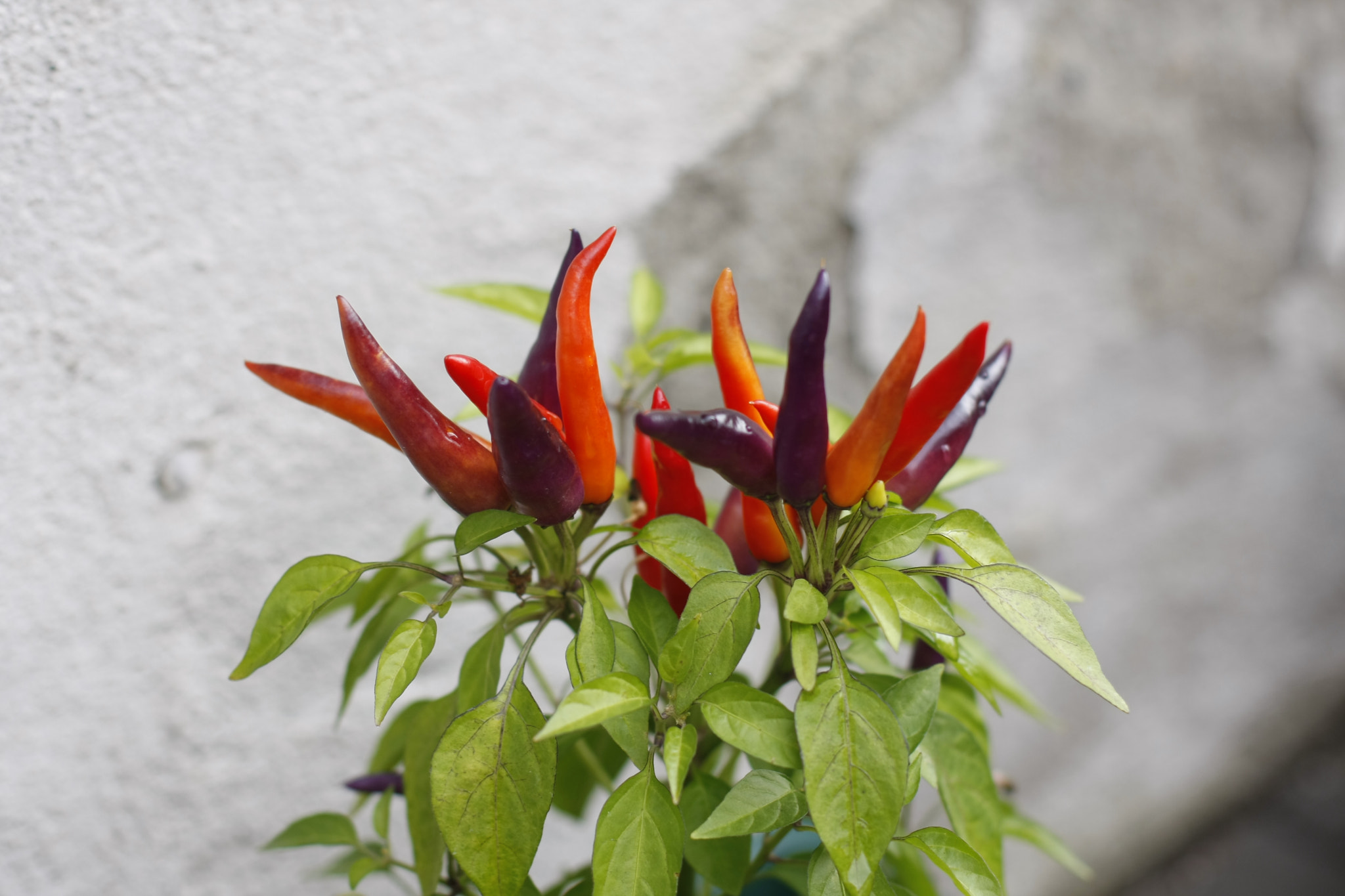 Canon EOS 40D + Canon EF 50mm F1.4 USM sample photo. Colorful peppers photography