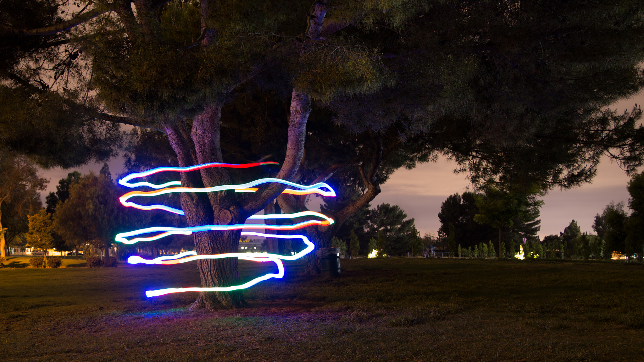 Canon EOS 100D (EOS Rebel SL1 / EOS Kiss X7) sample photo. Tree of light photography