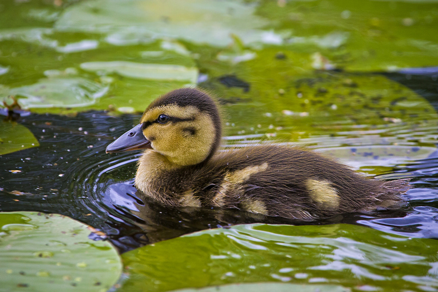 Canon EF 100-400mm F4.5-5.6L IS USM sample photo. Mallard duckling. photography