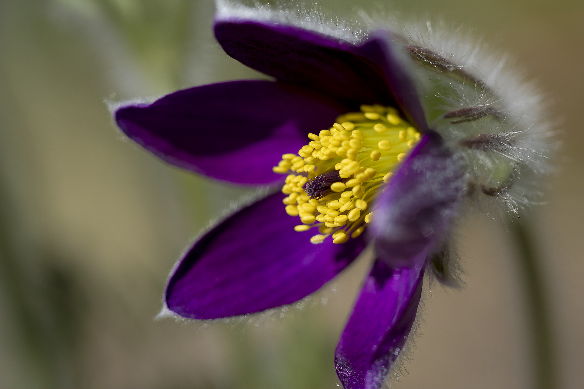 Sony ILCA-77M2 + 90mm F2.8 Macro SSM sample photo. Gardens beauty photography