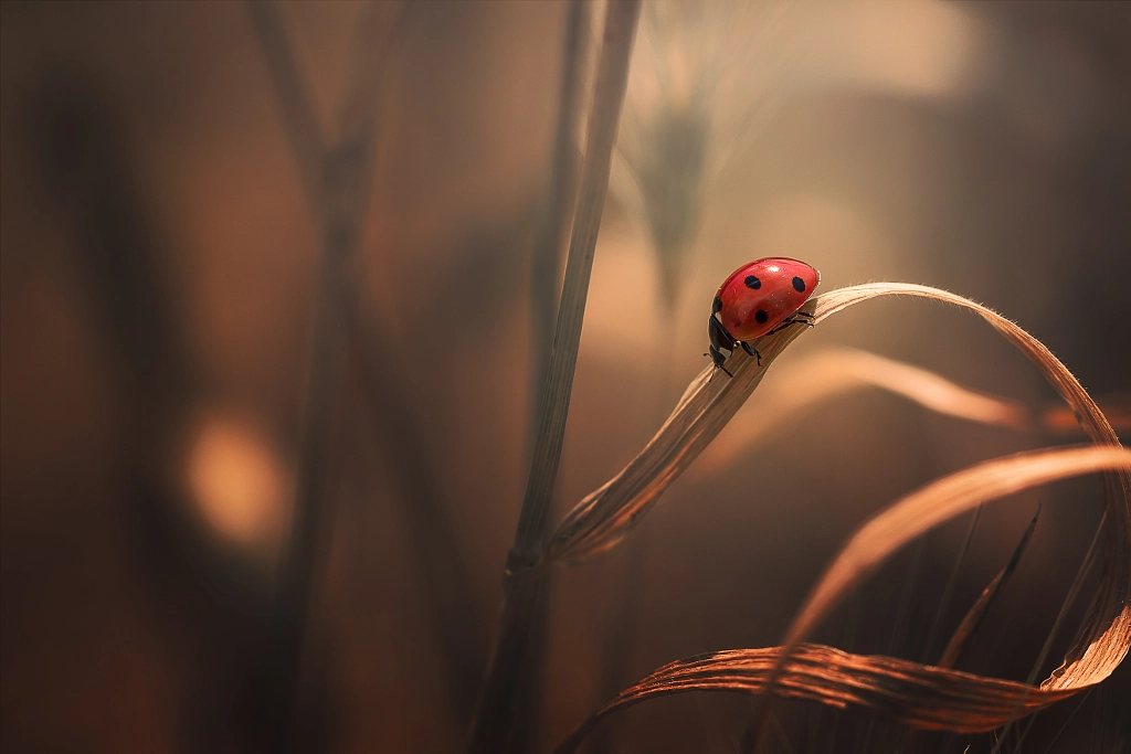 Lady in Dreamland... by Sina Pezeshki on 500px.com