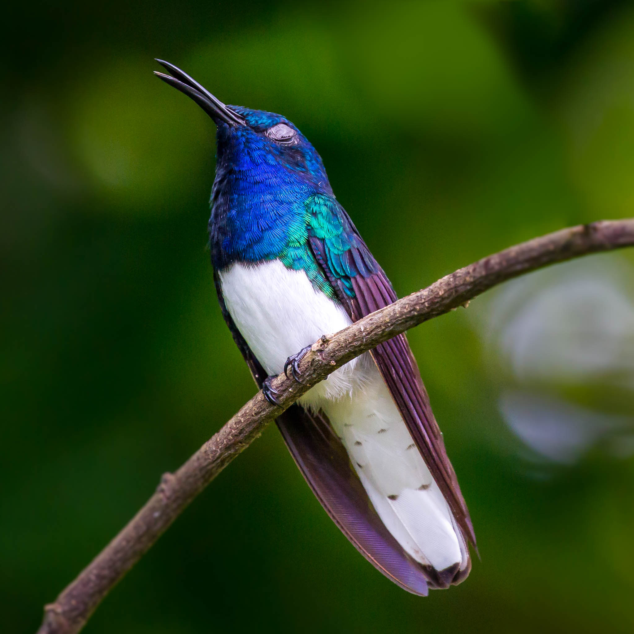 Canon EF 100-400mm F4.5-5.6L IS II USM sample photo. White-necked jacobin photography