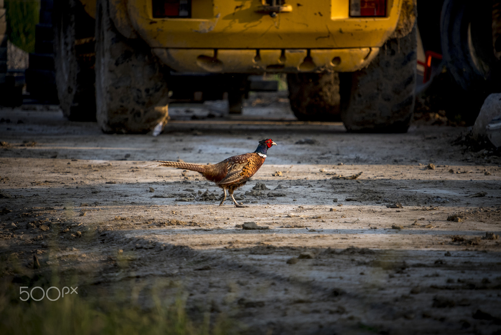 Sigma 50-500mm F4-6.3 EX APO RF HSM sample photo. Pheasant on construction site photography