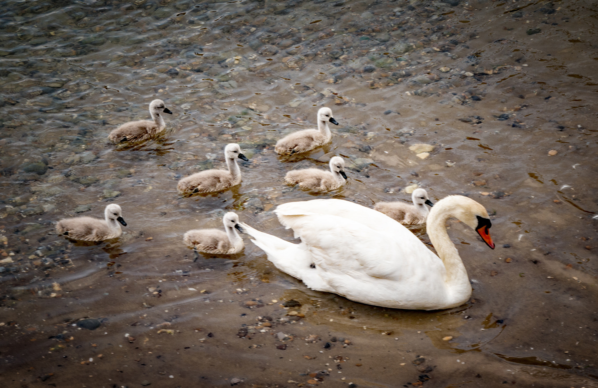 Panasonic Lumix DMC-G5 sample photo. Mum and the magnificent seven photography