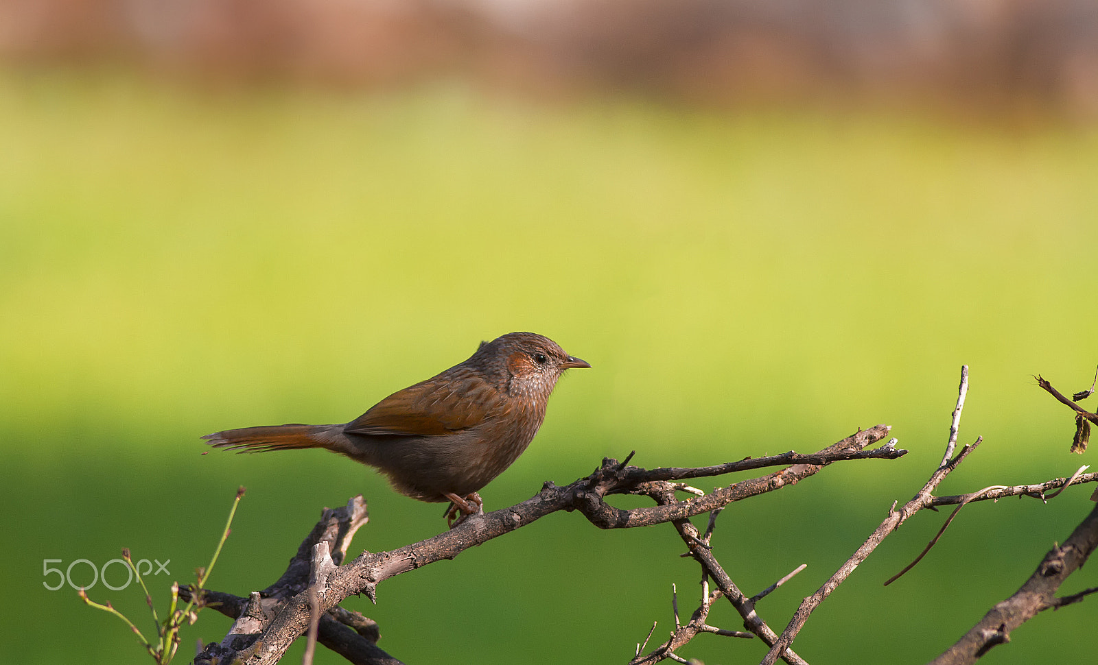 Canon EOS 7D + Canon EF 400mm F5.6L USM sample photo. Streaked laughingthrush photography