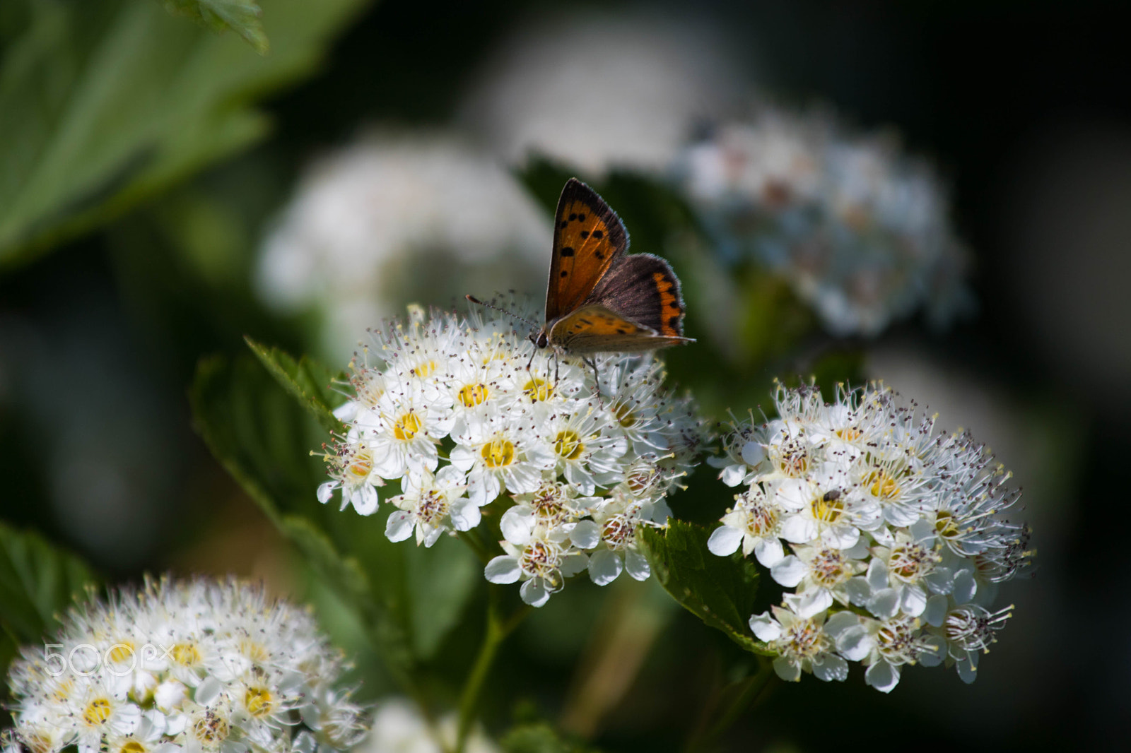 Canon EOS 760D (EOS Rebel T6s / EOS 8000D) + Canon EF 70-200mm F4L USM sample photo. White nectar photography