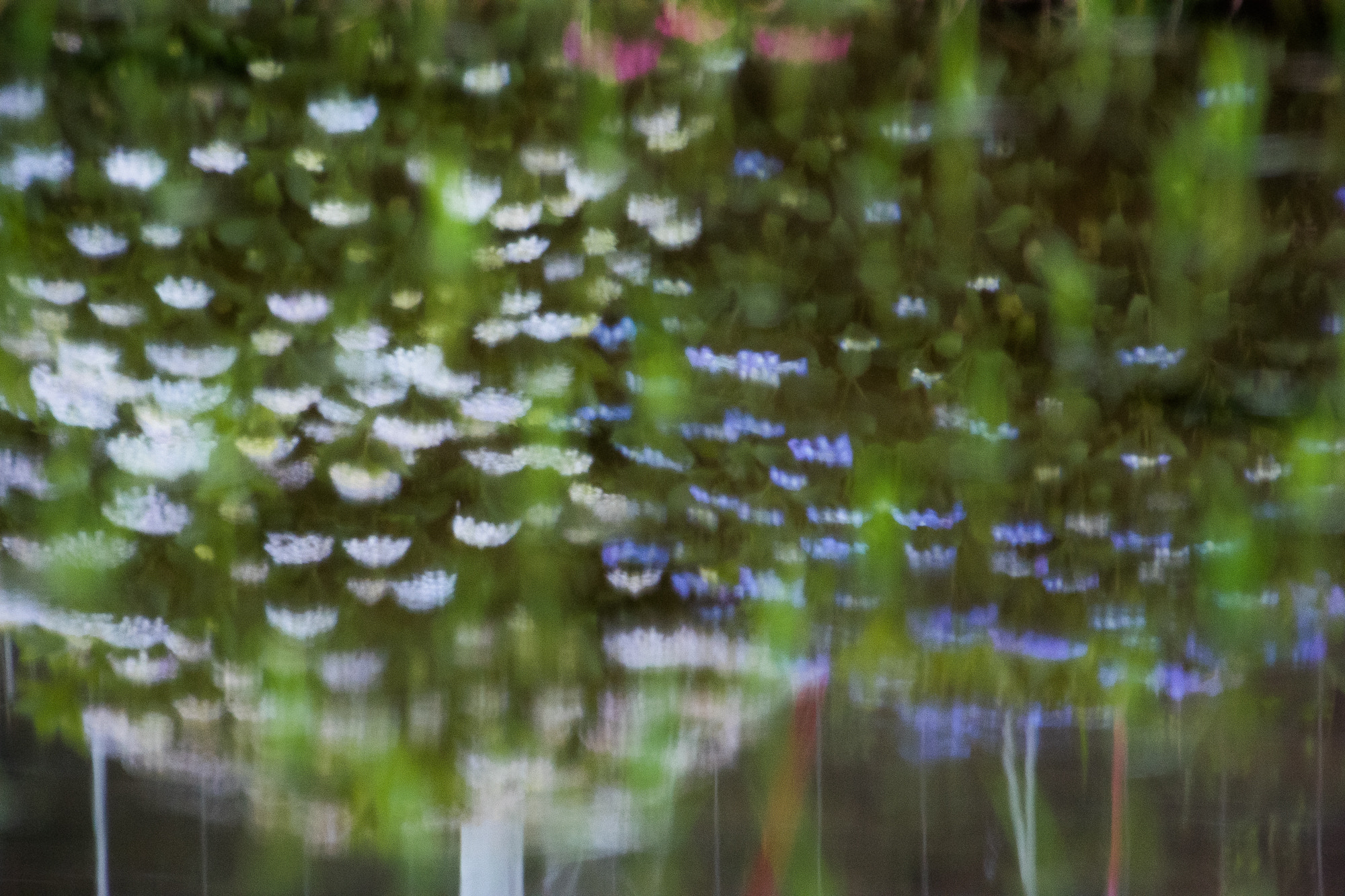 Nikon 1 V3 sample photo. Hydrangea in a paddy field photography
