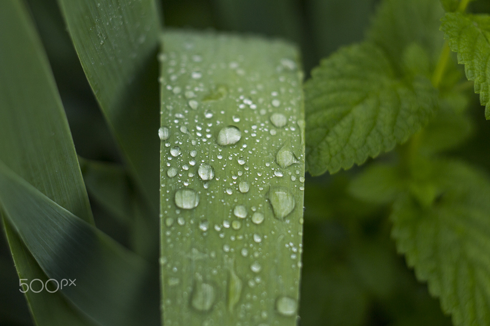 Canon EF 35-80mm f/4-5.6 sample photo. Raindrops on the leaf photography
