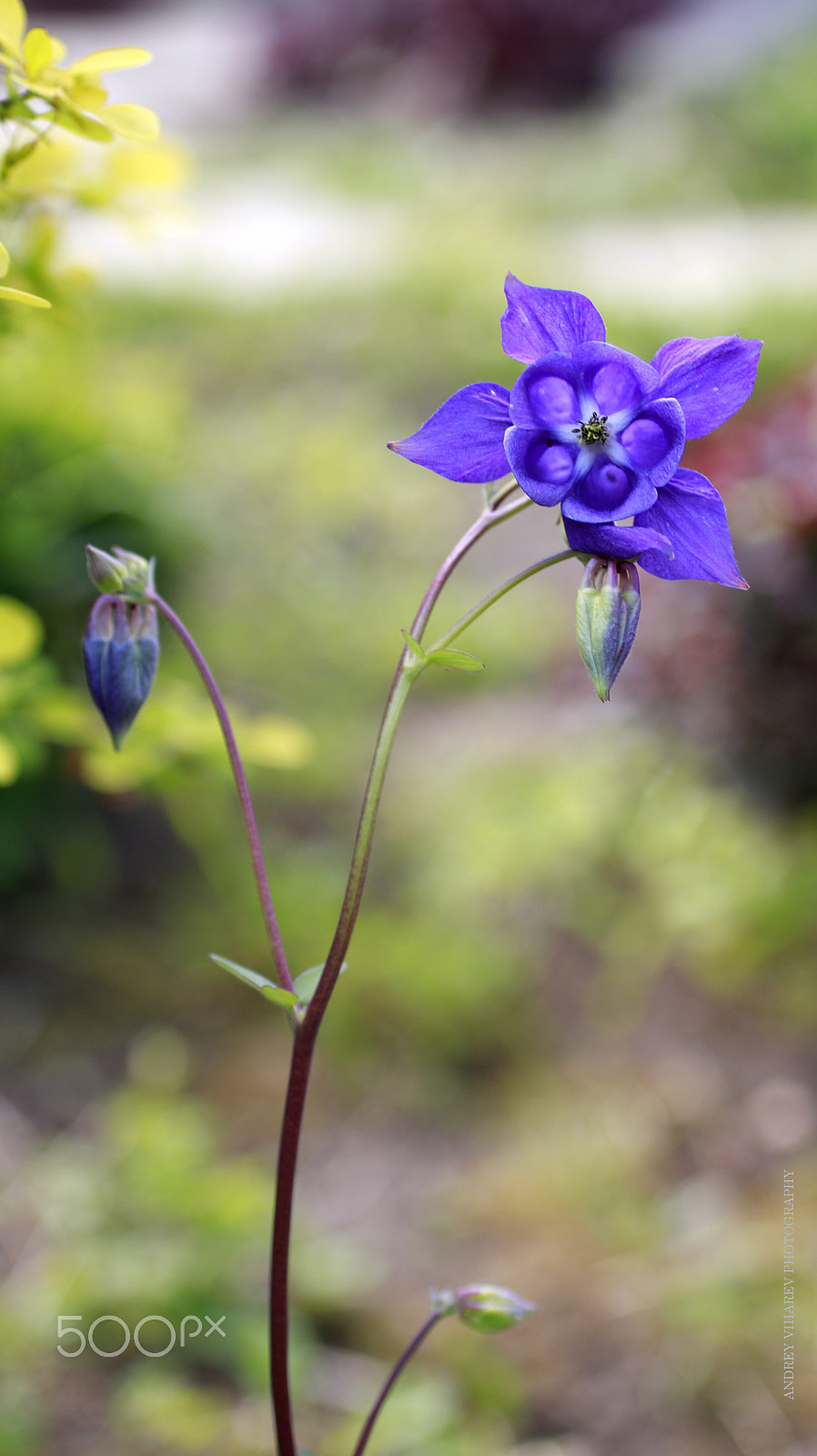 Sigma 50mm F1.4 EX DG HSM sample photo. Aquilegia photography