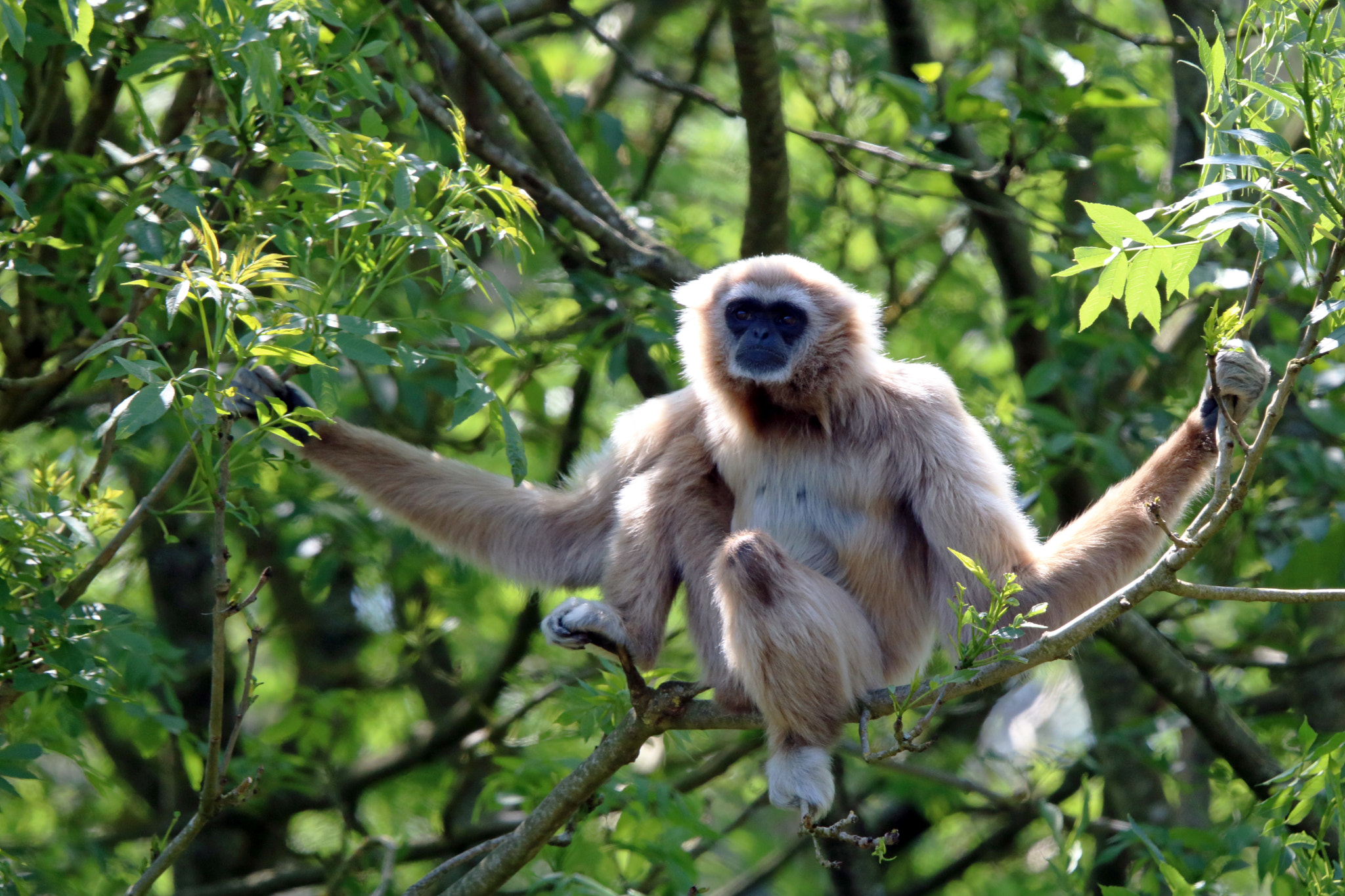 Tamron SP 150-600mm F5-6.3 Di VC USD sample photo. Lar gibbon photography