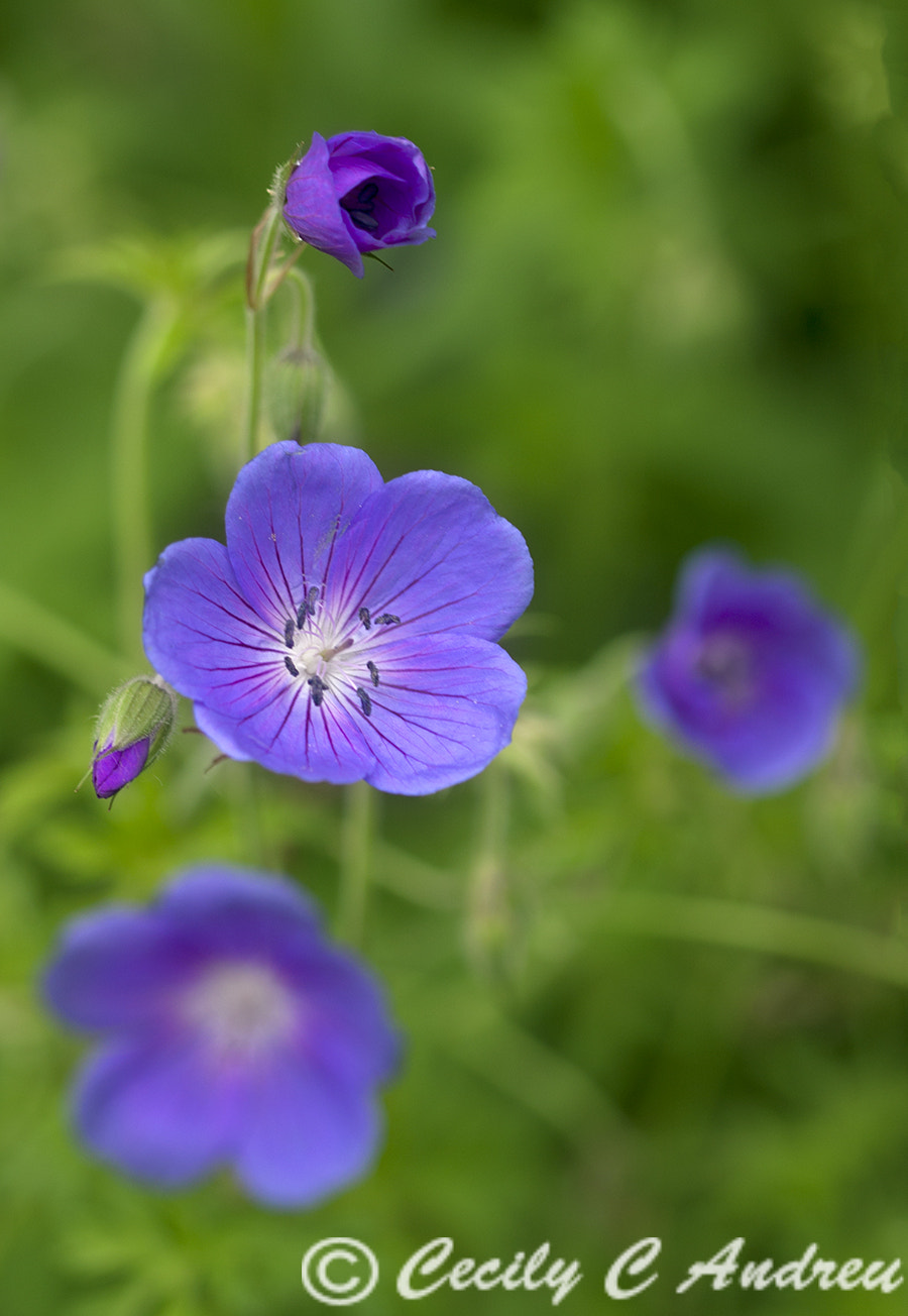 Canon EF 100mm F2.8 Macro USM sample photo. Geranium johnson's blue photography