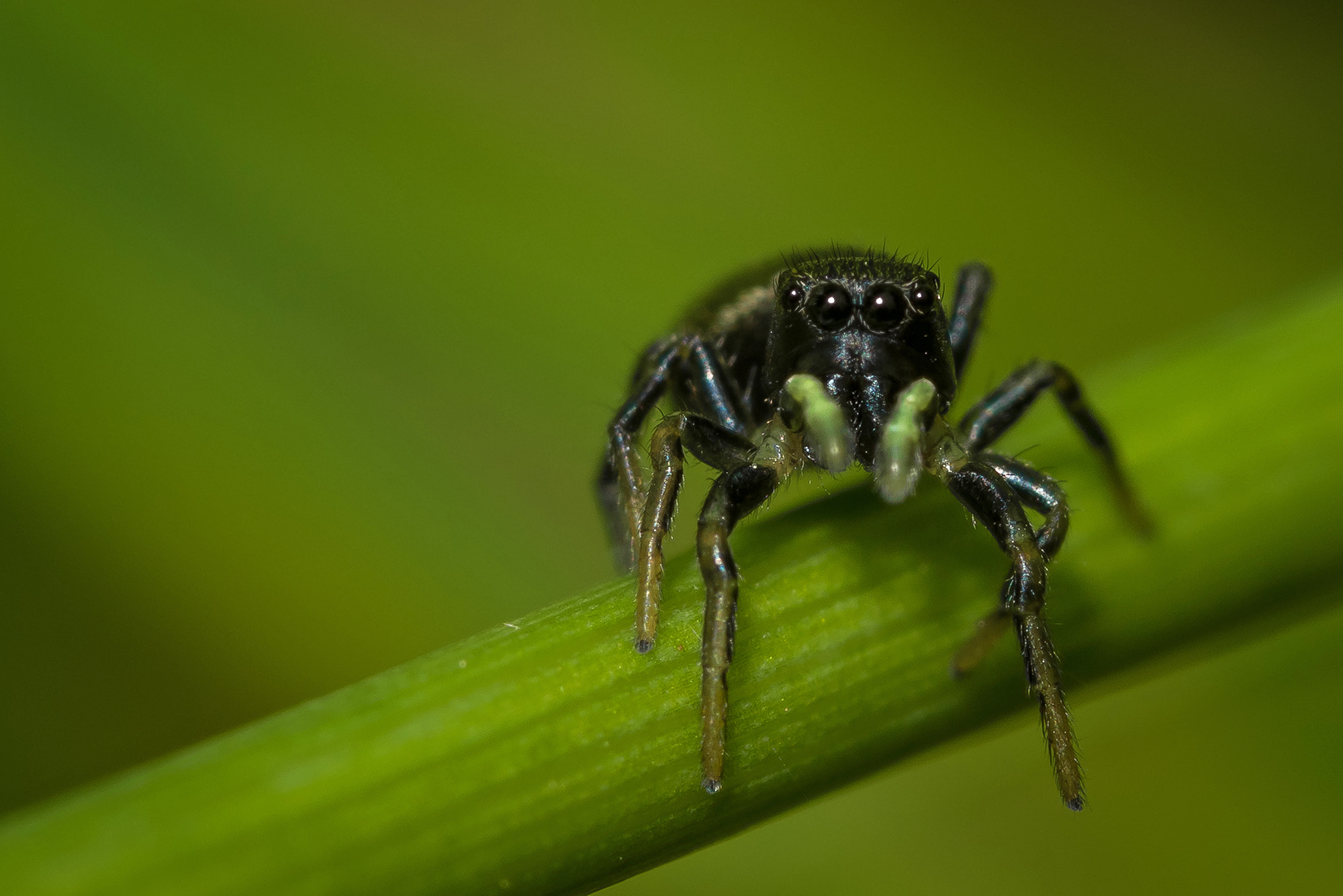 Nikon D810 + Nikon AF Micro-Nikkor 200mm F4D ED-IF sample photo. Have you seen my lunch ? photography