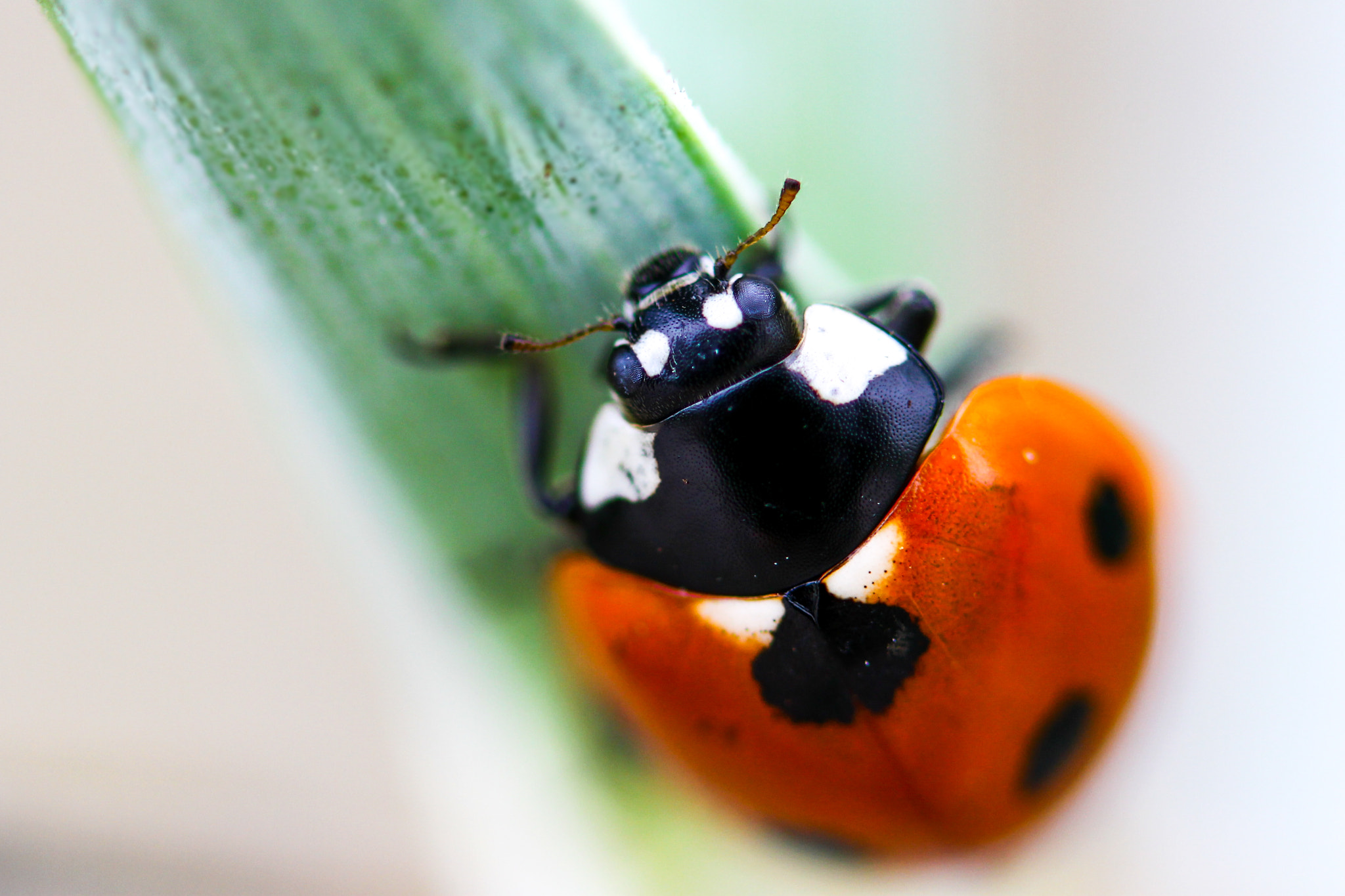 Sigma 105mm F2.8 EX DG OS HSM sample photo. Upside down ladybug photography