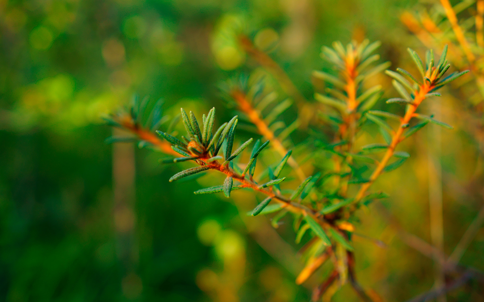 Sony Alpha NEX-5N + Sony E 35mm F1.8 OSS sample photo. Labrador tea. photography