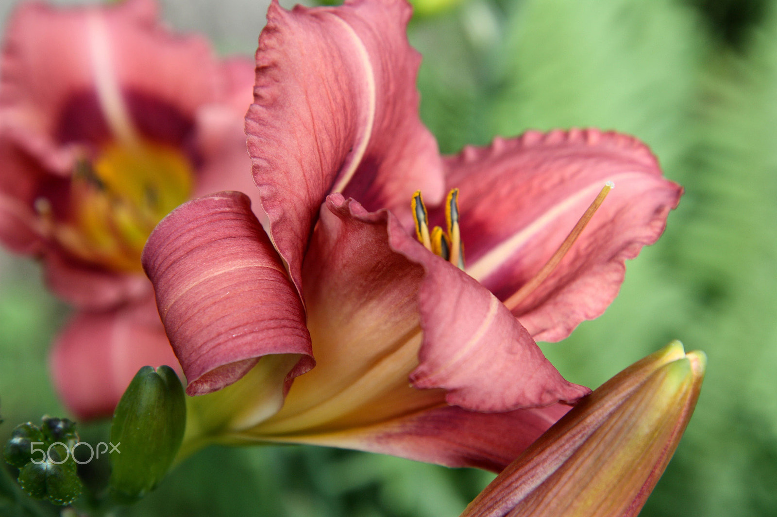 Canon EOS 450D (EOS Rebel XSi / EOS Kiss X2) sample photo. “the voice of beauty speaks softly... photography