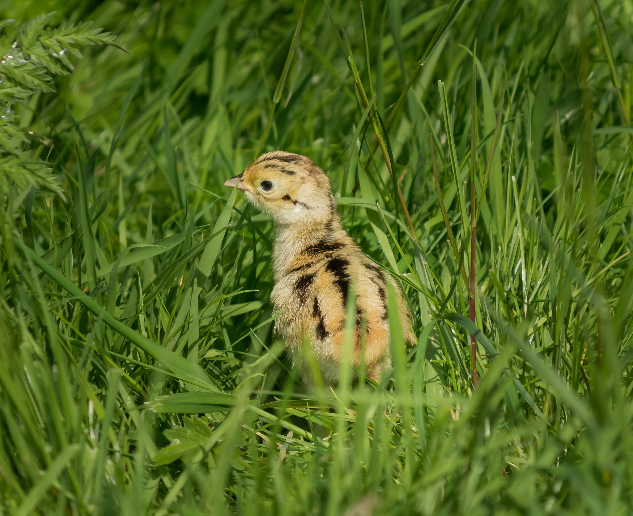 Minolta AF 100-300mm F4.5-5.6 APO [New] sample photo. Pheasant chick photography