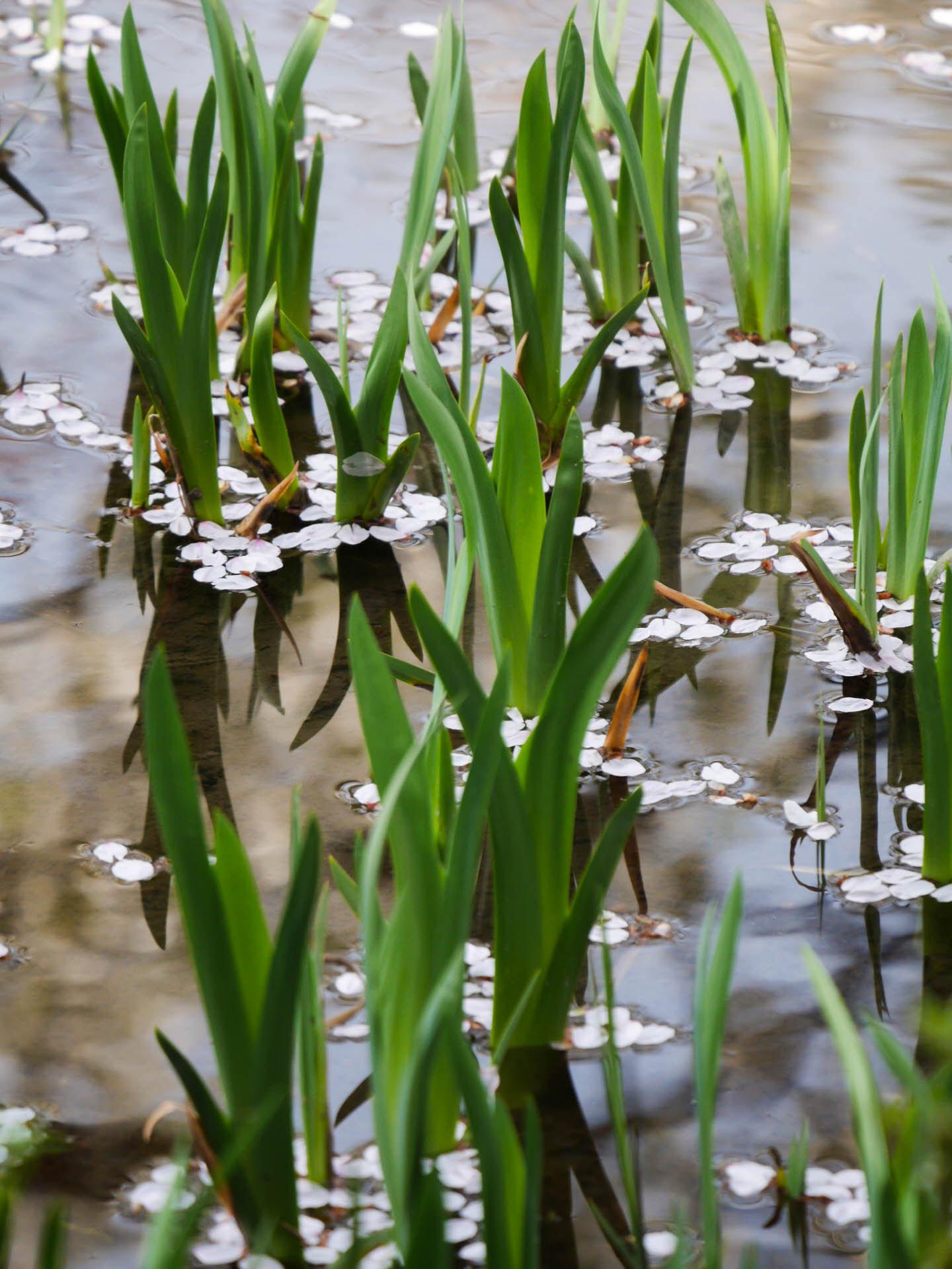 Panasonic Lumix DMC-GX7 sample photo. Bloom on the water photography