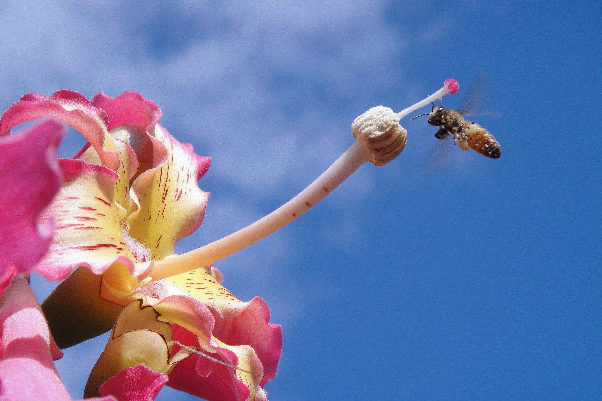 Sony DSC-T90 sample photo. 美人樹 ceiba speciosa photography