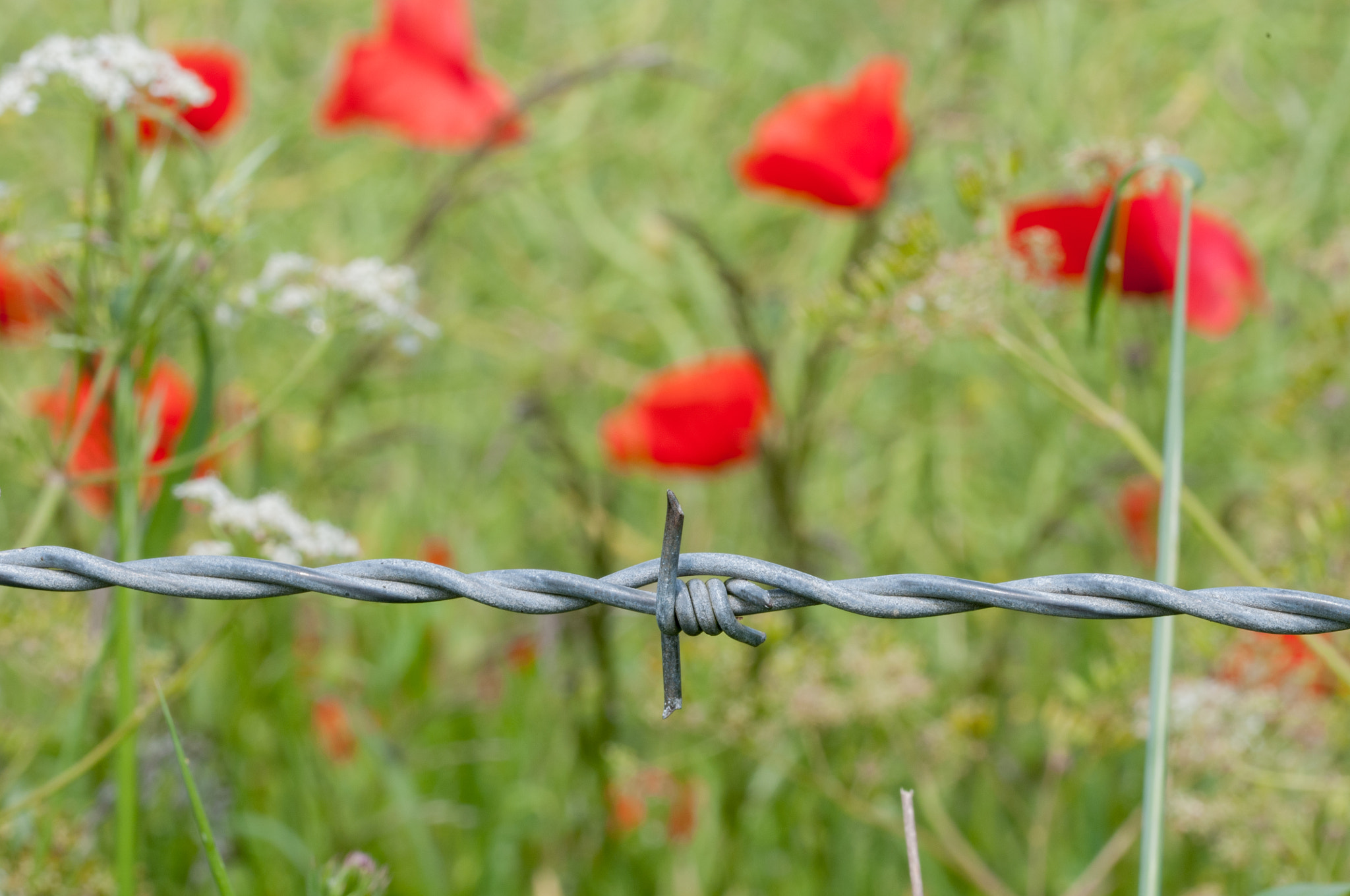 Sigma 105mm F2.8 EX DG OS HSM sample photo. Barbed wire,symbolism photography