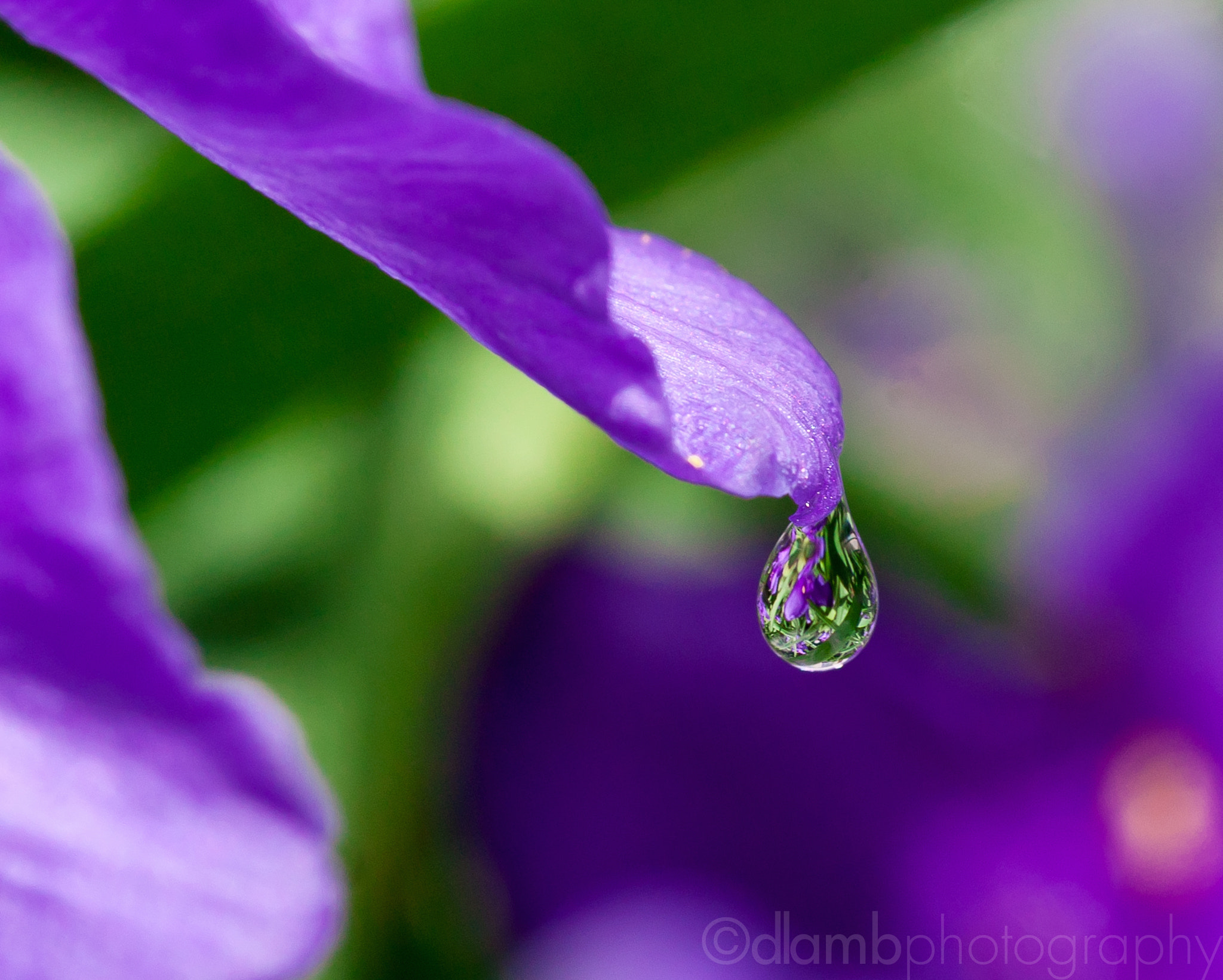 Canon EF-S 60mm F2.8 Macro USM sample photo. Sun shower photography