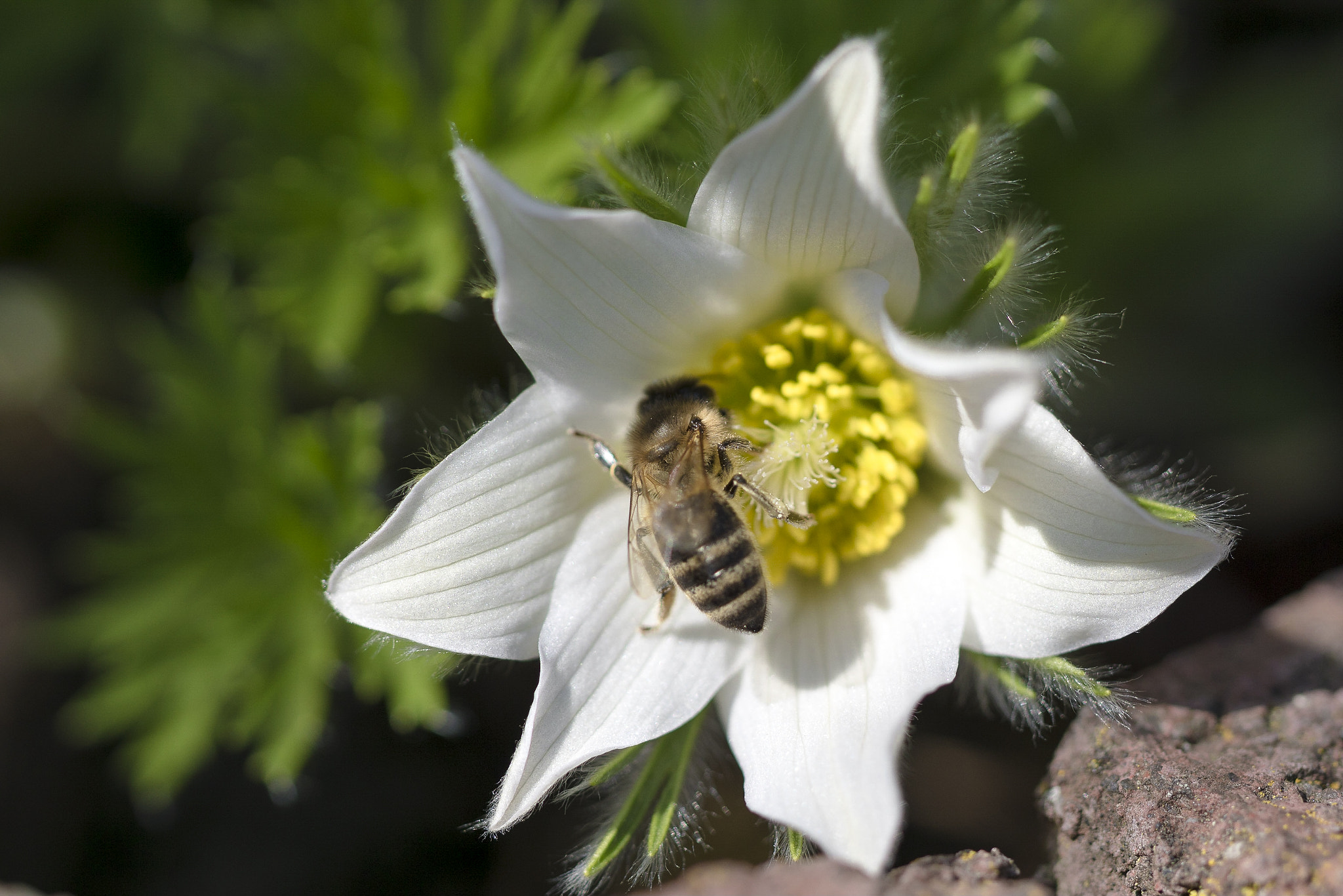 Sony ILCA-77M2 + 90mm F2.8 Macro SSM sample photo. Bees and flowers photography